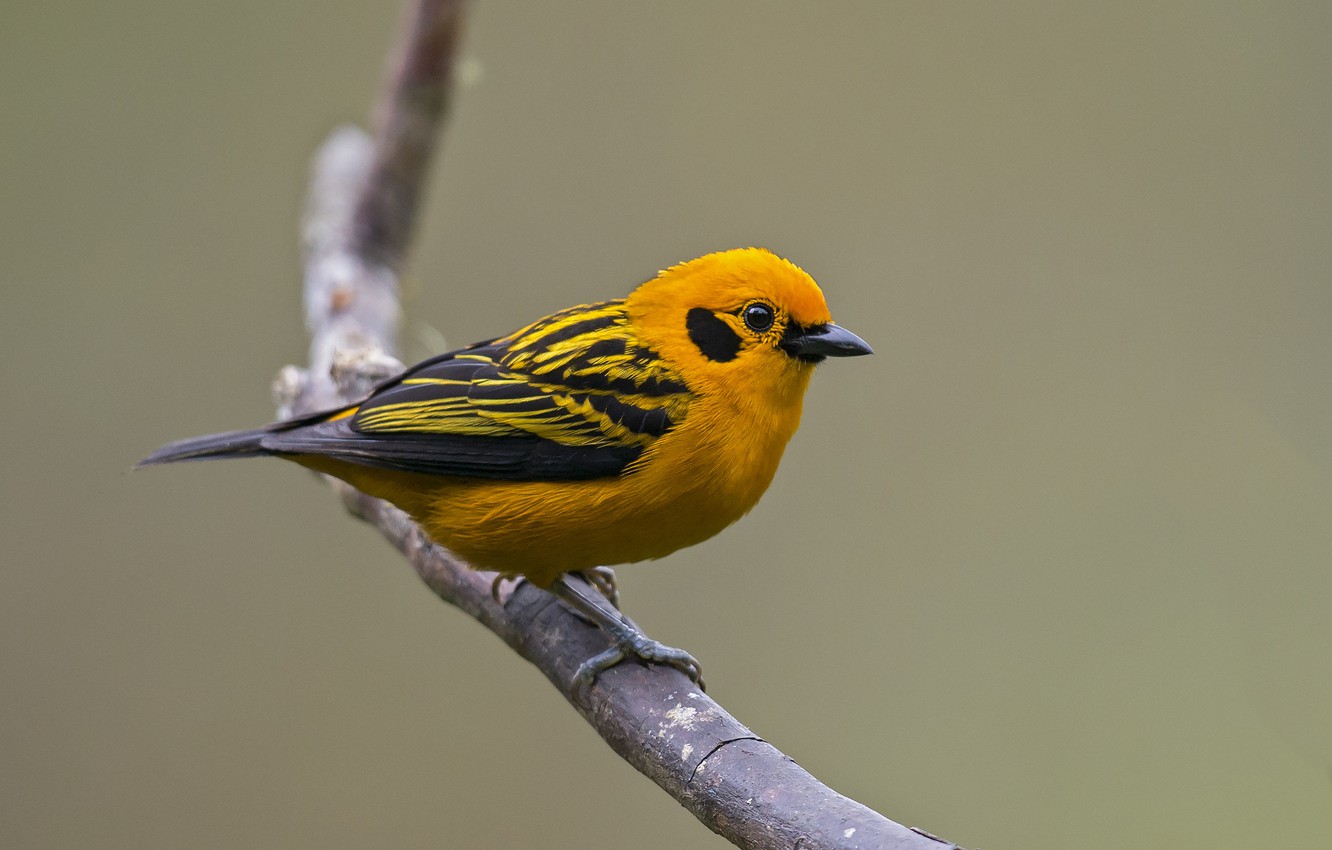 Wallpaper bird, branch, bird, branch, tanager dourado, golden tanager, Tangara Arthus, tangara arthus, gold Tanagra image for desktop, section животные