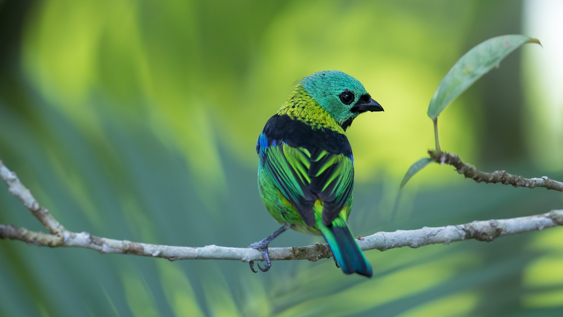 Green Headed Tanager (Tangara Seledon), Serra Do Mar State Park, São Paulo, Brazil. Windows 10 Spotlight Image