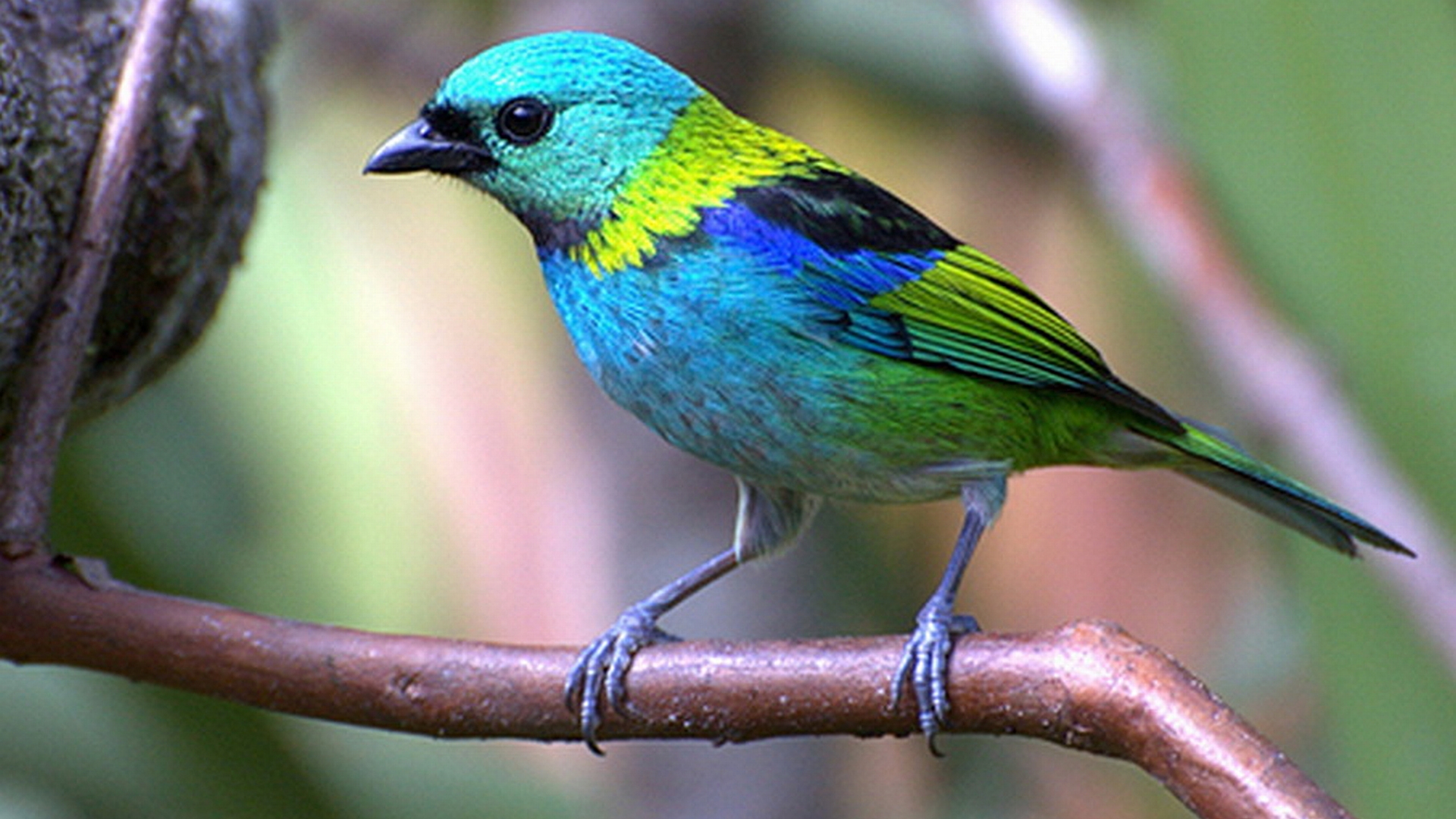 Green Headed Tanager (tangara Seledon)