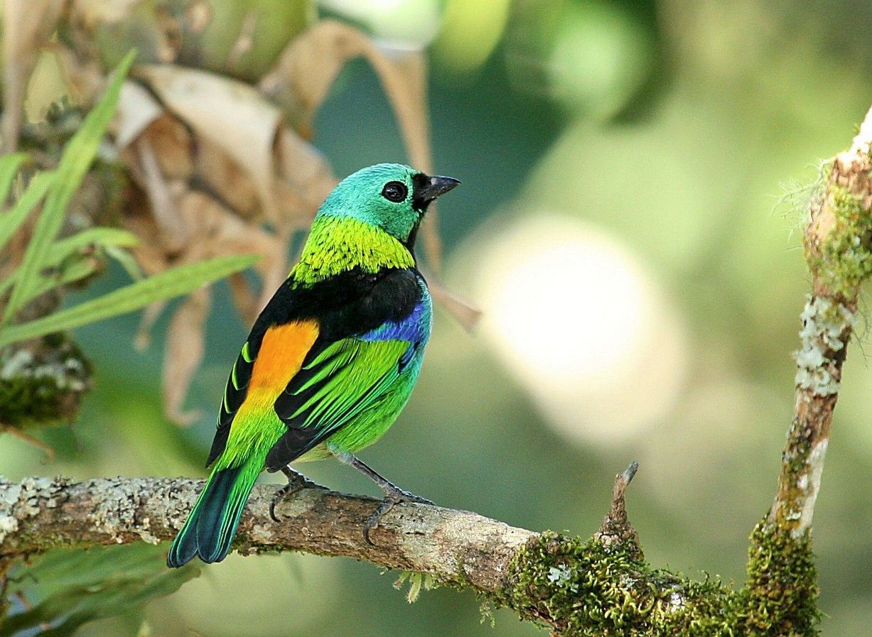 Bird story Photo. Beautiful birds, Bird picture, Pet birds