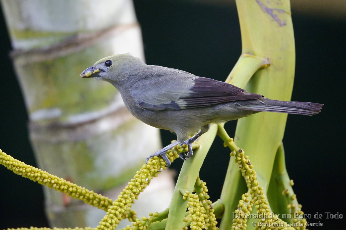 Tangara palmera (Tangara palmarum): Esa que anida en las palmeras