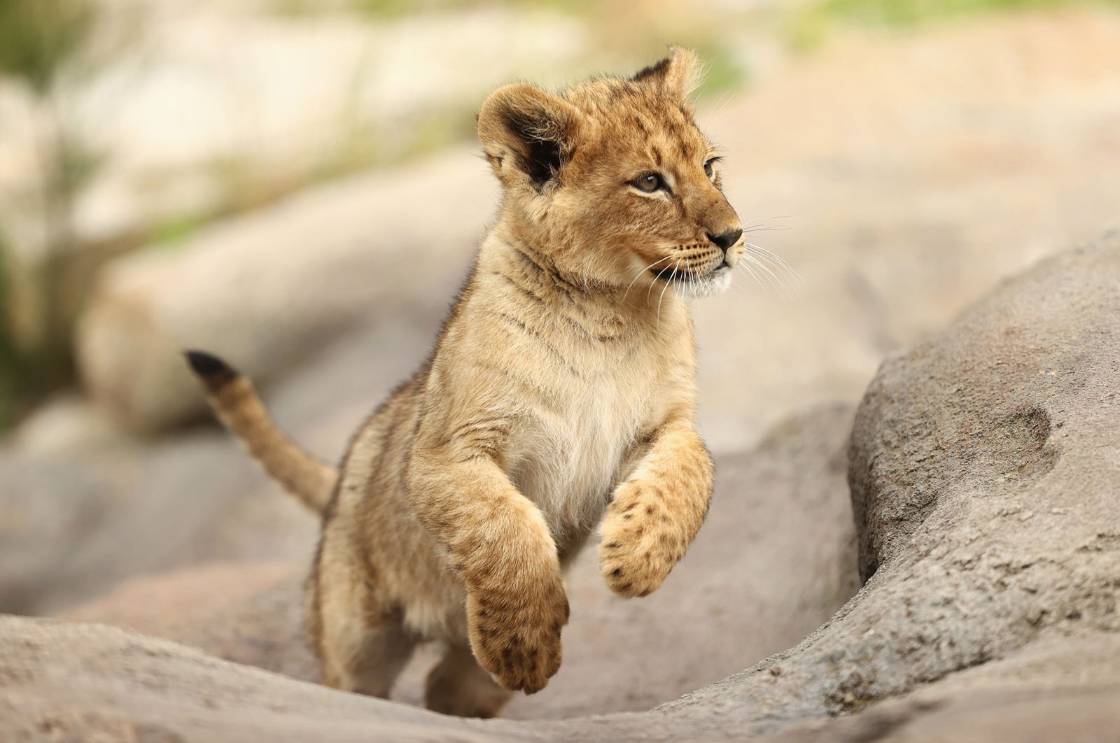 Photoshoot of the cute kind: Lion cubs make debut in Australian Zoo