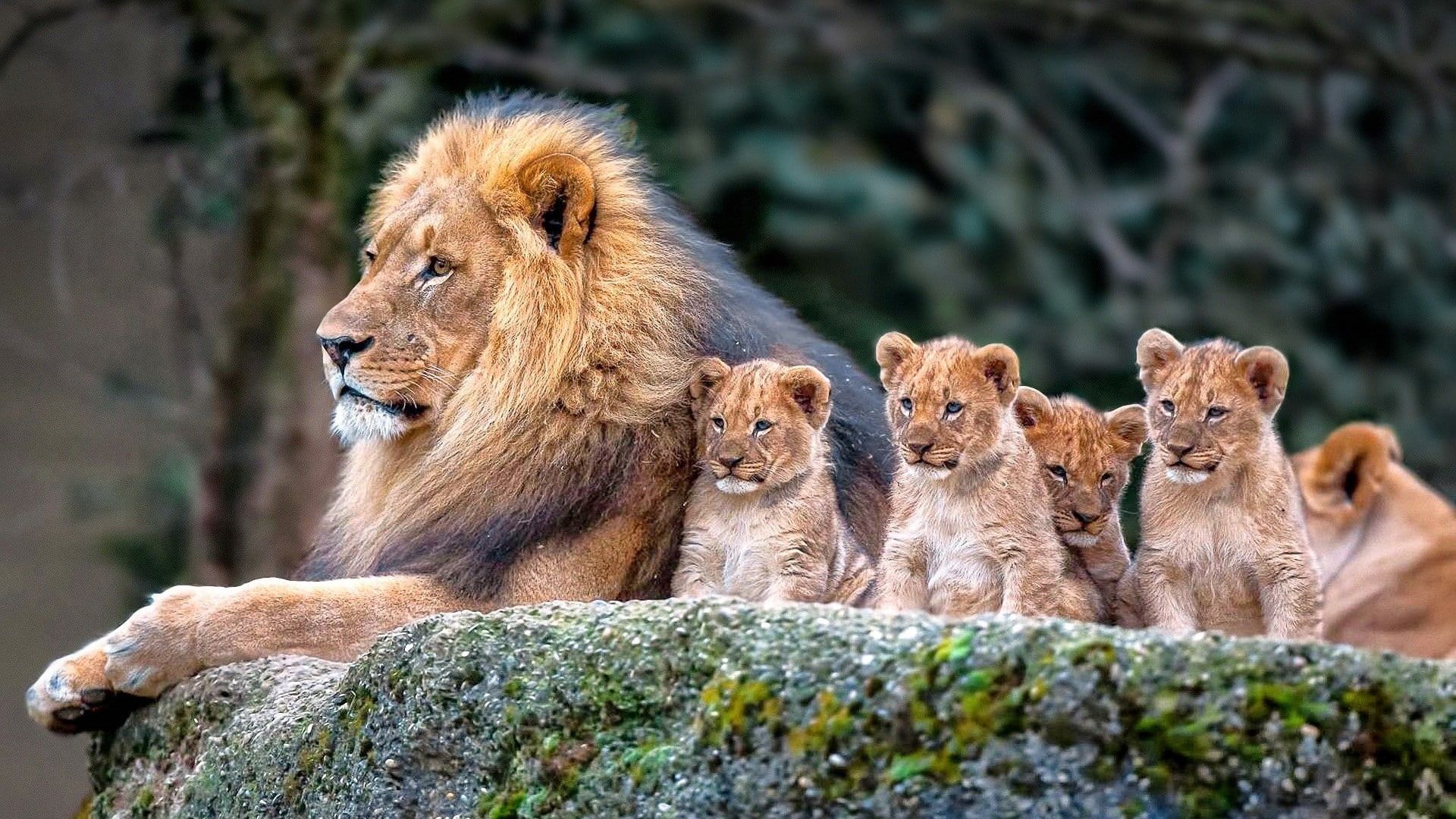 animals #mammals #lion #cubs baby animals P #wallpaper #hdwallpaper #desktop. Baby animals, Animals, Cute animals
