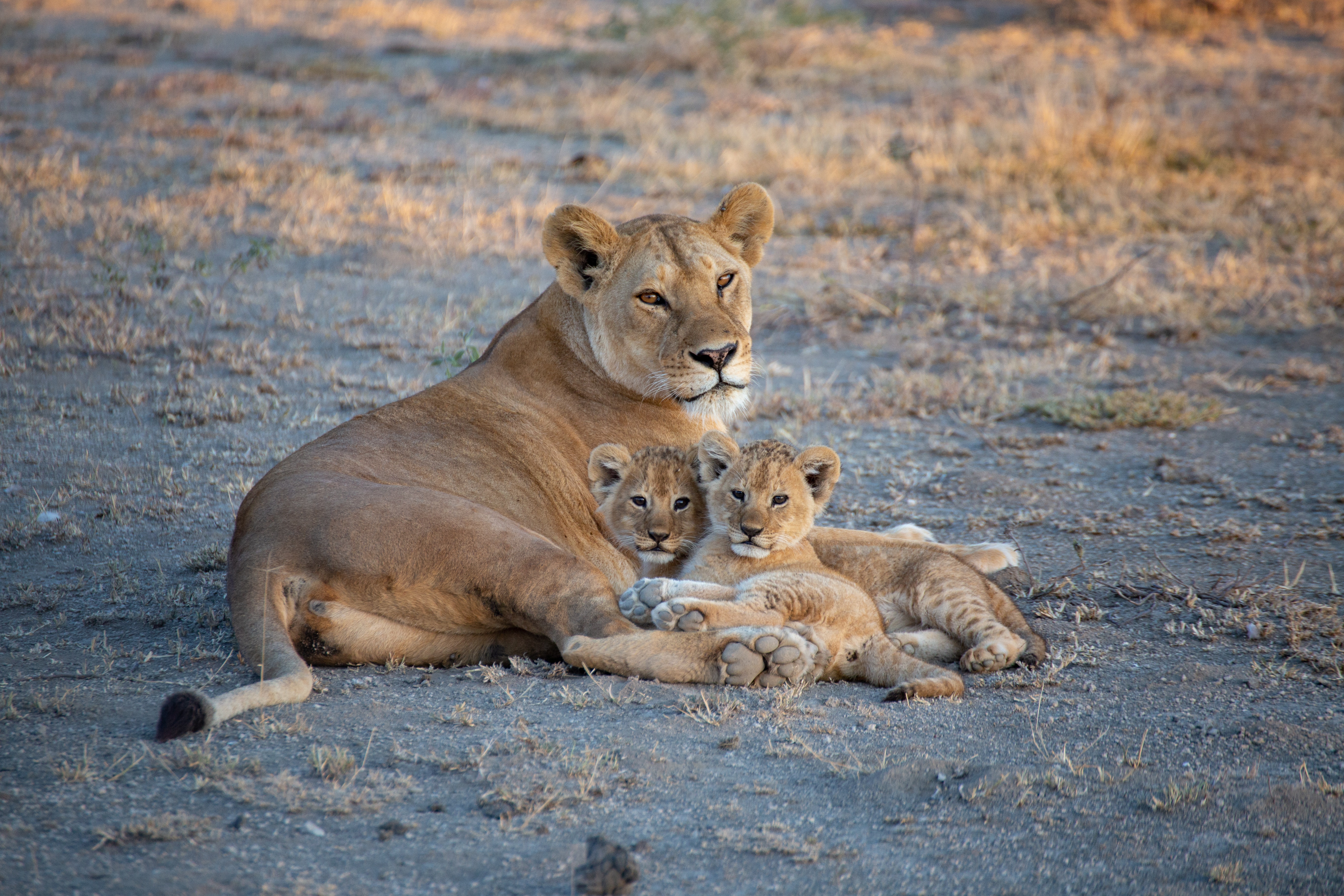 Lion Cub Photo, Download Free Lion Cub & HD Image