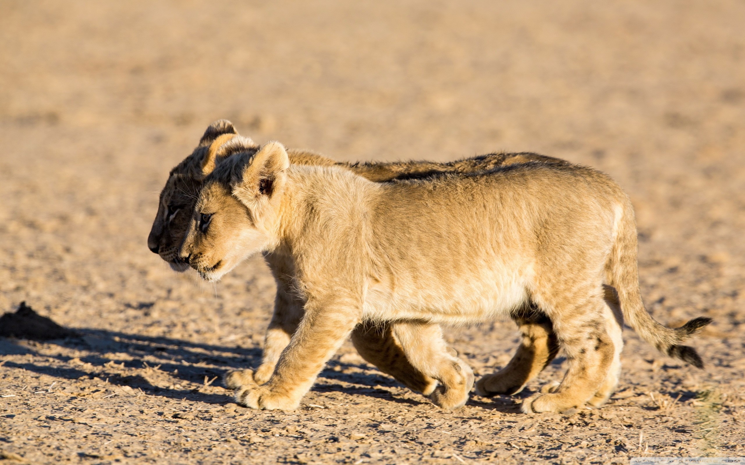 Lion Cubs Ultra HD Desktop Background Wallpaper for 4K UHD TV, Multi Display, Dual Monitor, Tablet