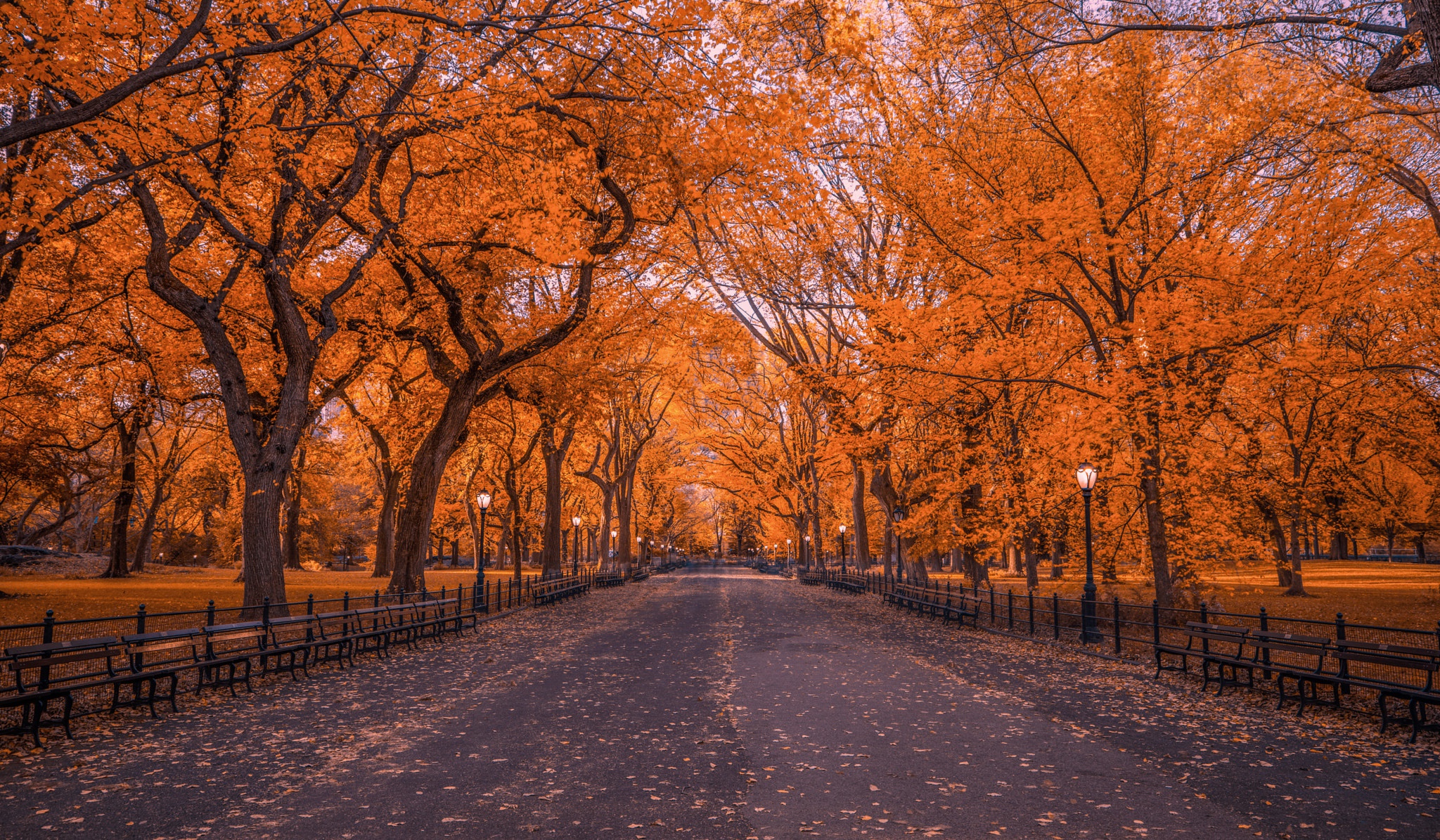 Central Park HD Wallpaper and Background