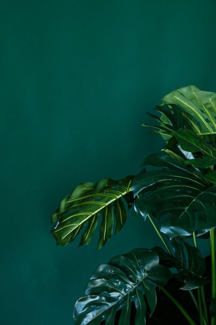 green #plant #wall #color. Dark green aesthetic, Green wallpaper, Plant background