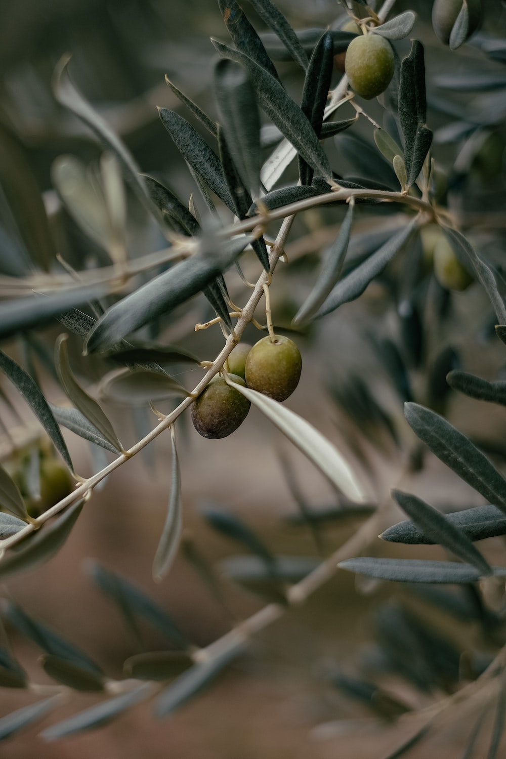 Olive Green Picture. Download Free Image