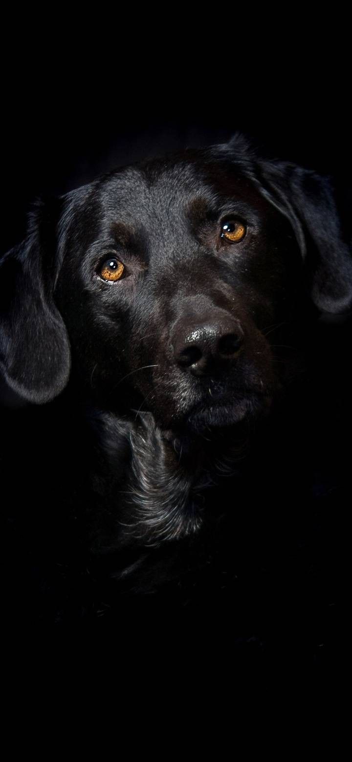 Black dog wallpaper. Black labrador dog, Black labrador retriever, Labrador dog