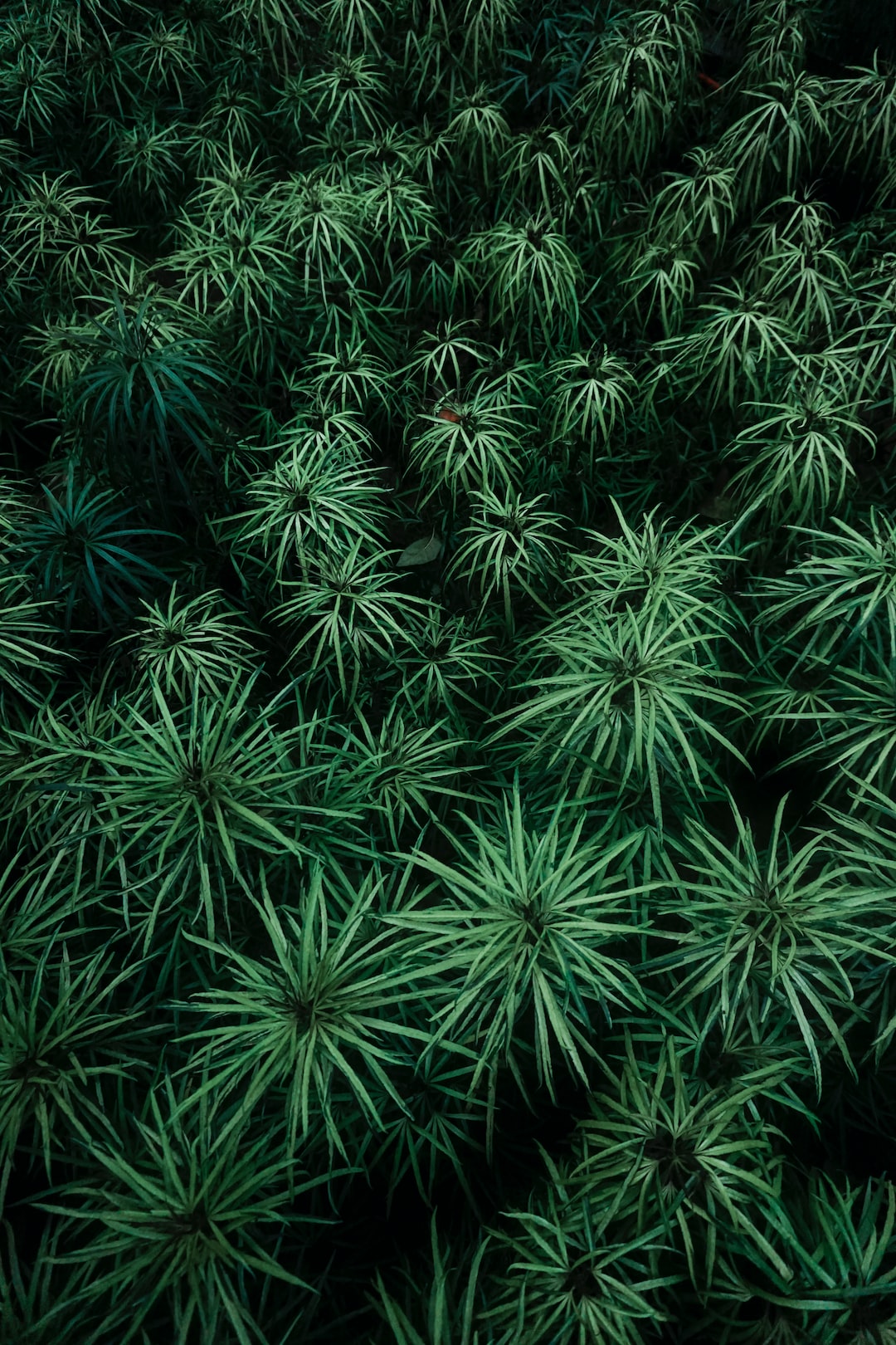 iPad Mini Wallpaper: Free HD Download [HQ]