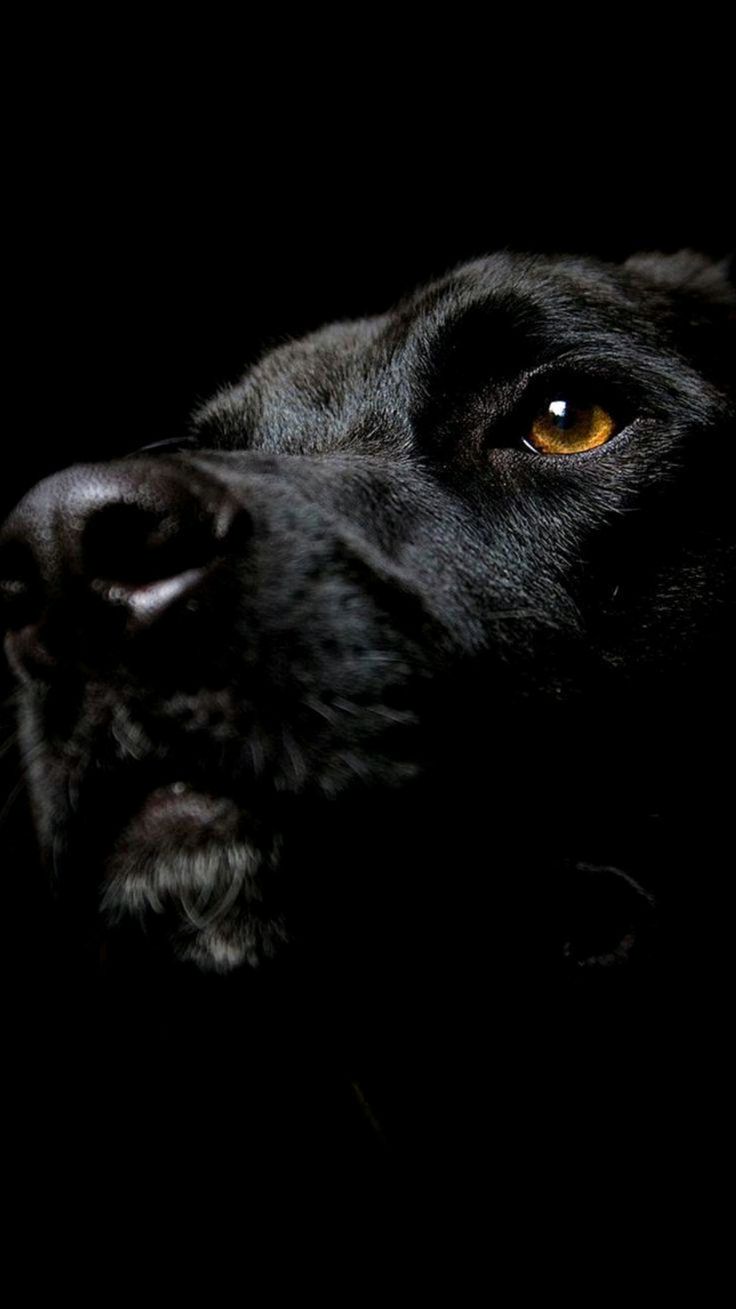AMOLED Animal Wallpaper. Black dog, Dog wallpaper, Dog muzzle