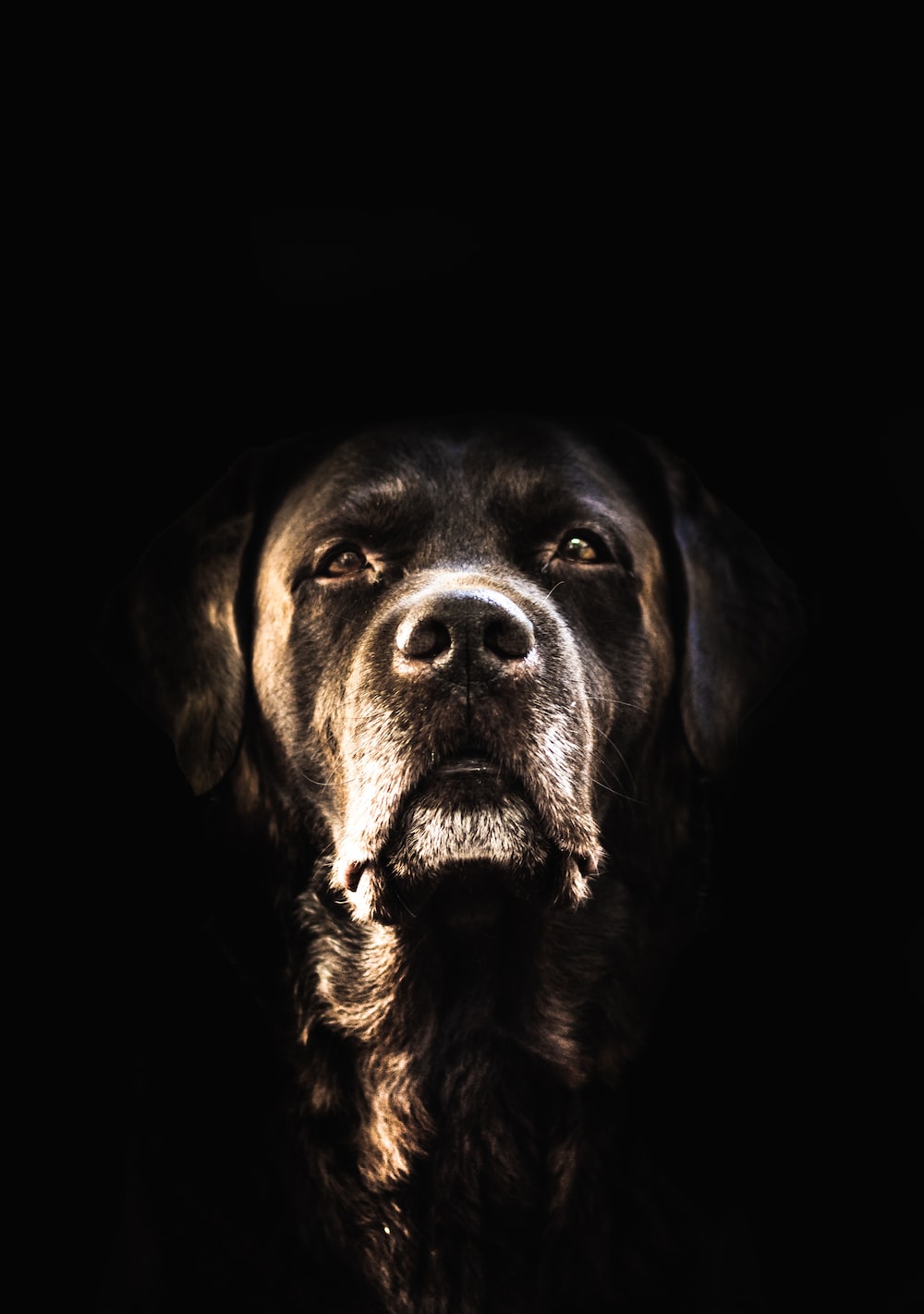 black short coated dog with black background photo