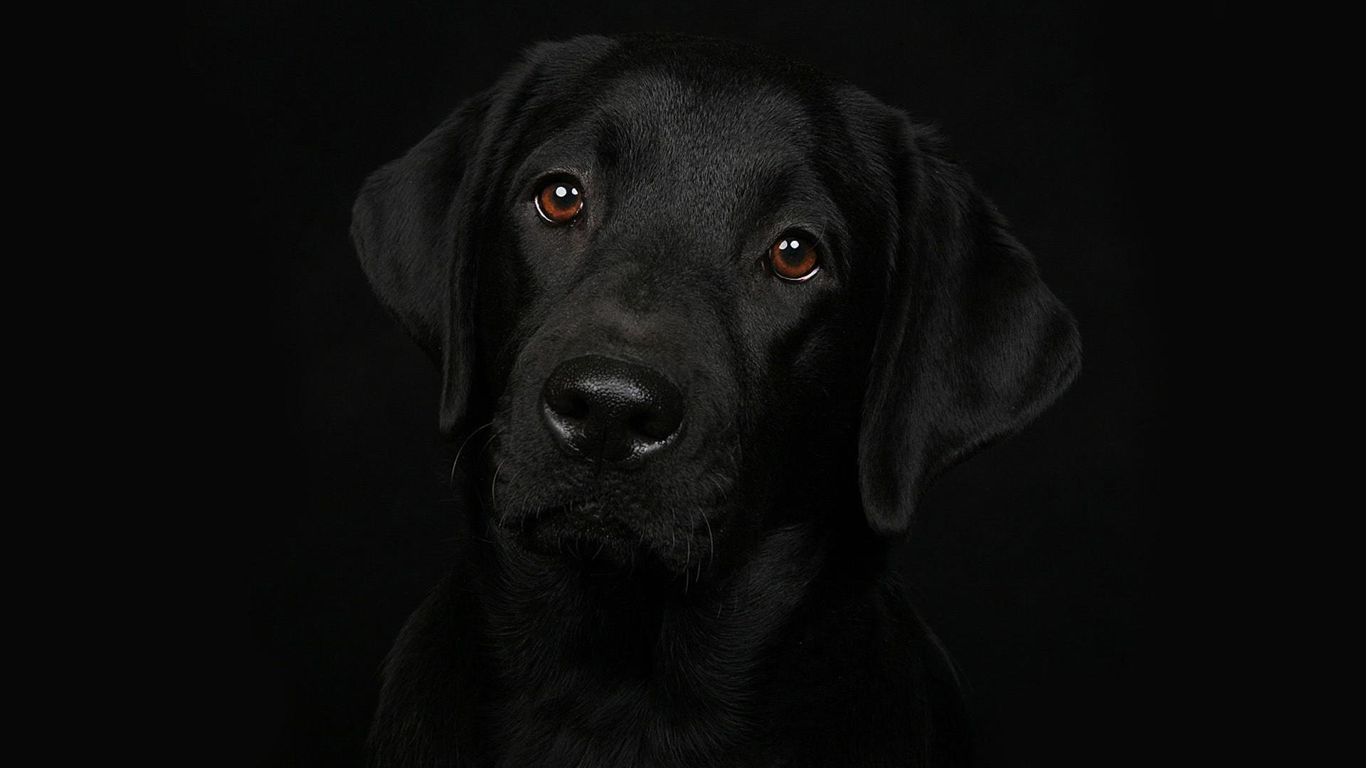 Cute Black Dog Wallpaper Free Cute Black Dog Background