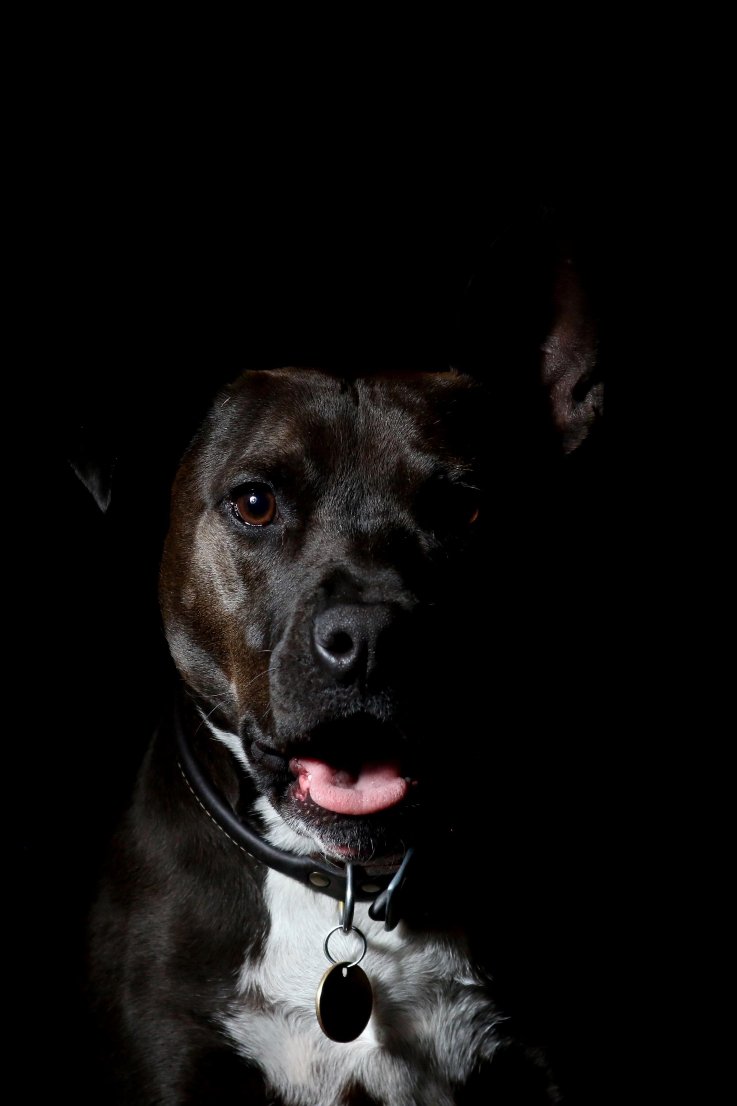 AMOLED Animal Wallpaper. Bad dog, Pitbulls, Dogs