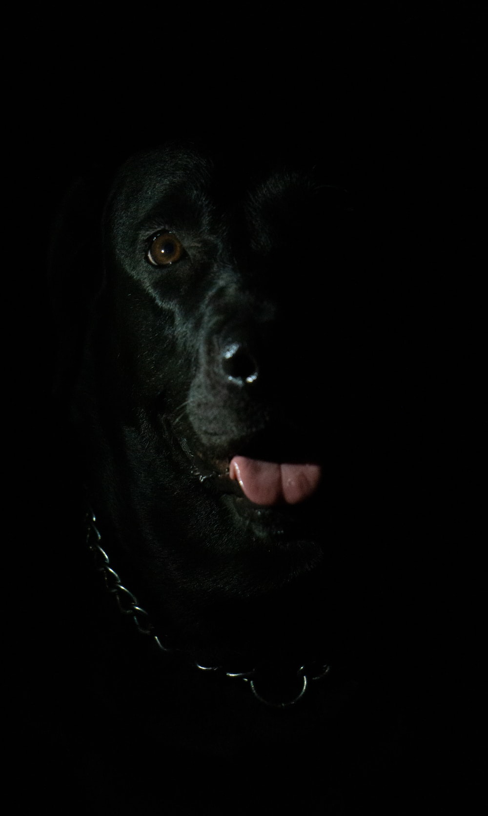 black labrador retriever with chain collar photo