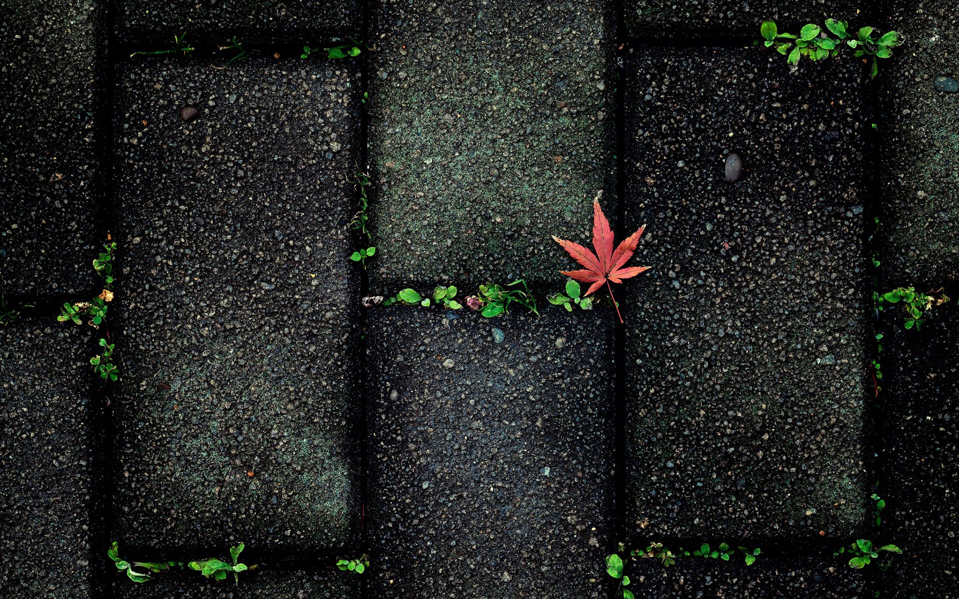 nature, Leaves, Autumn, Fall, Seasons, Sidewalk, Stones, Paving, Plants, Contrast, Color, Pattern, Abstract, Photography Wallpaper HD / Desktop and Mobile Background