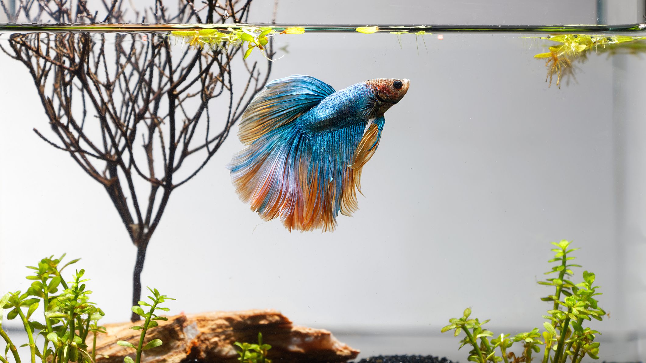 What to Do If Your Betta is Too Fat