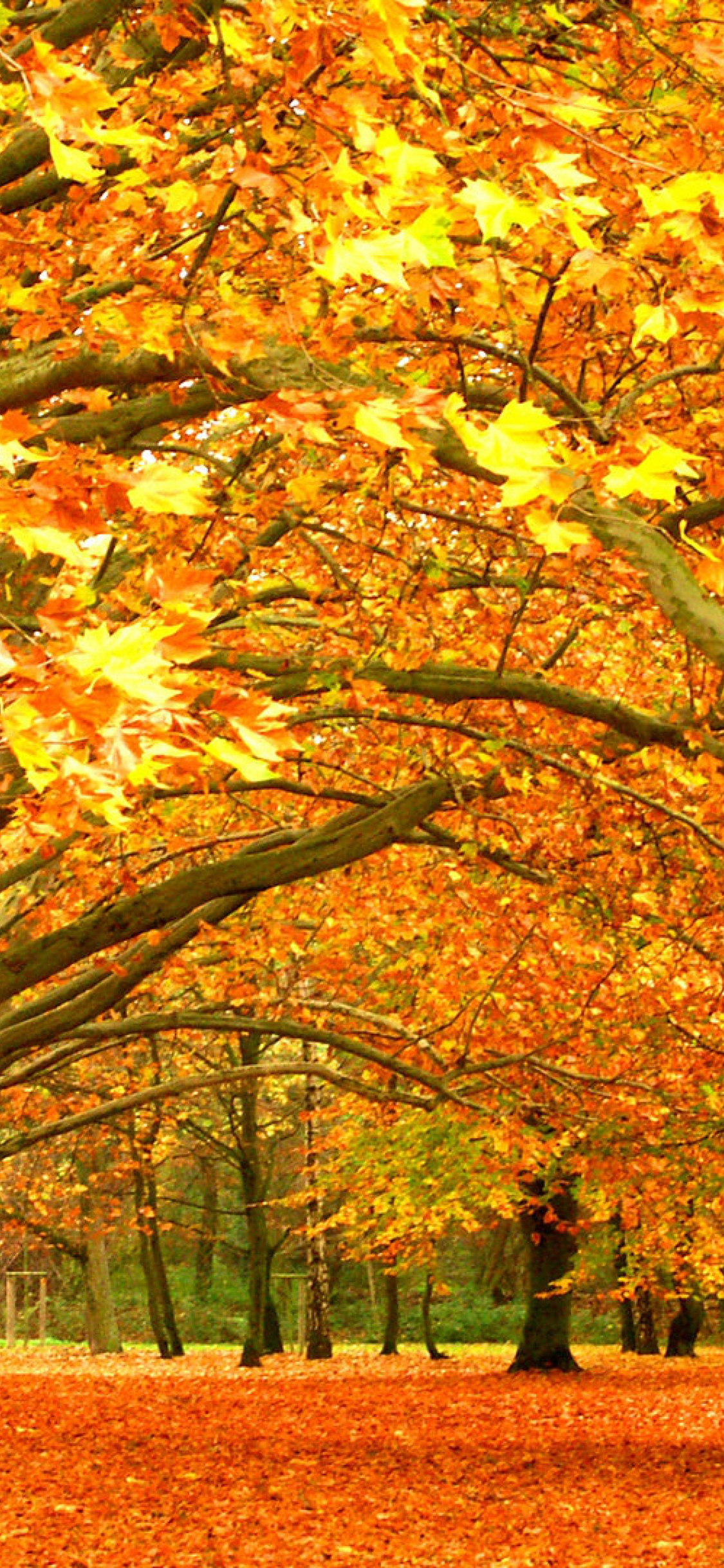 4K Fall Wallpaper for Desktop, iPad & iPhone