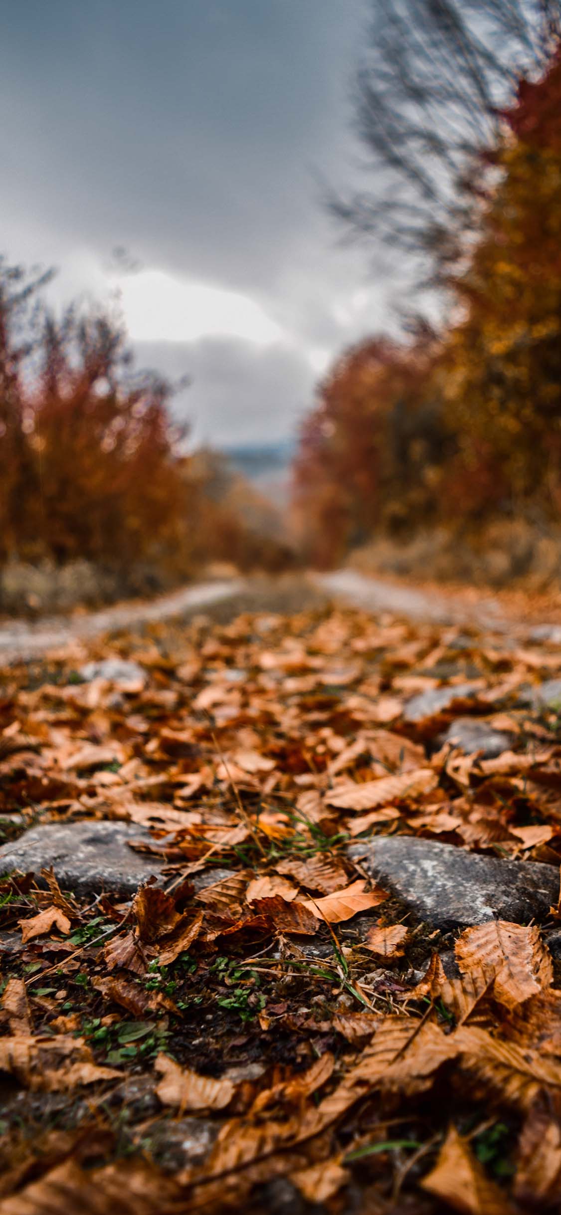 Fall Leaves Wallpaper iPhone Free HD Wallpaper