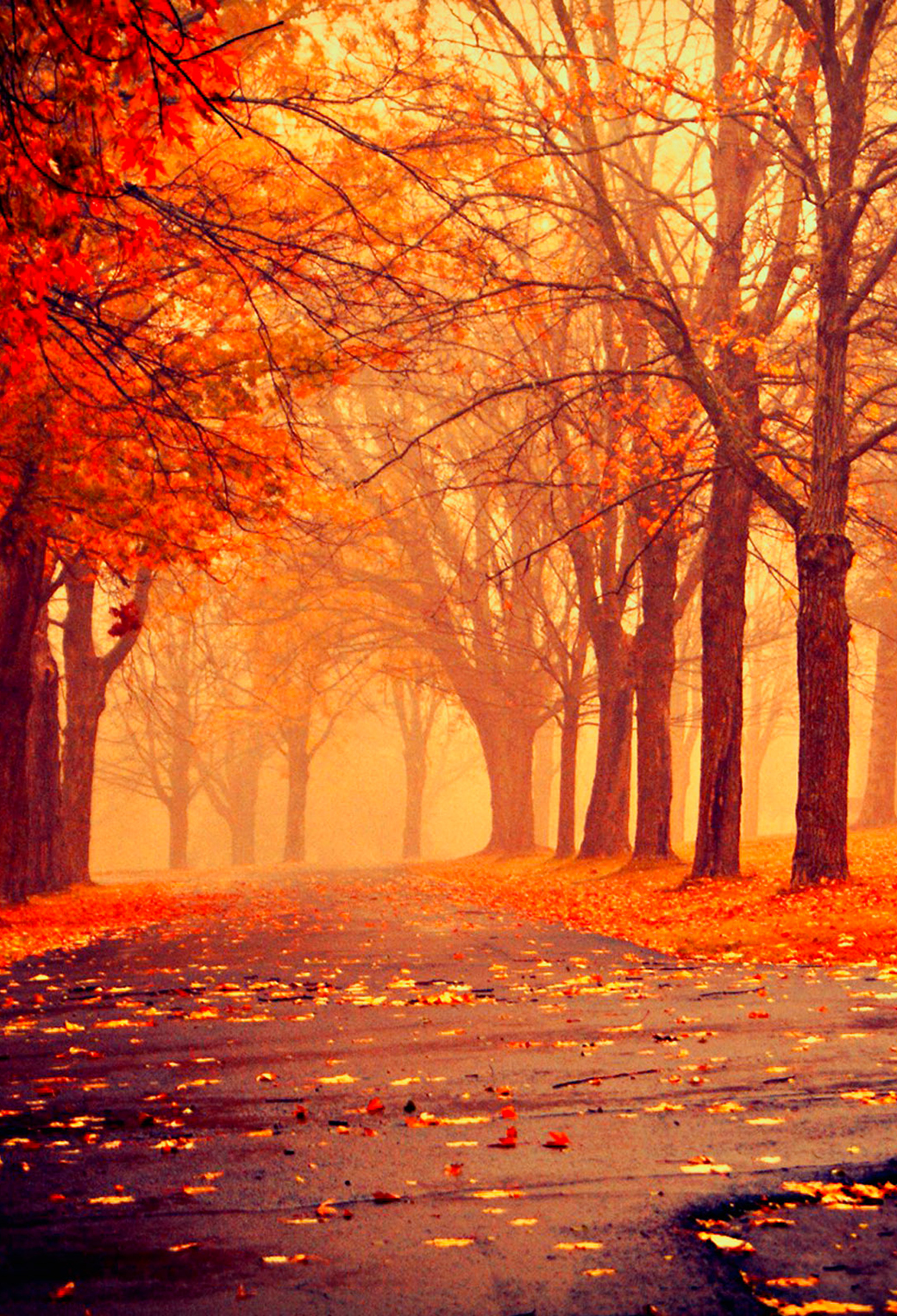 autumn iphone wallpaper, natural landscape, nature, tree, sky, deciduous