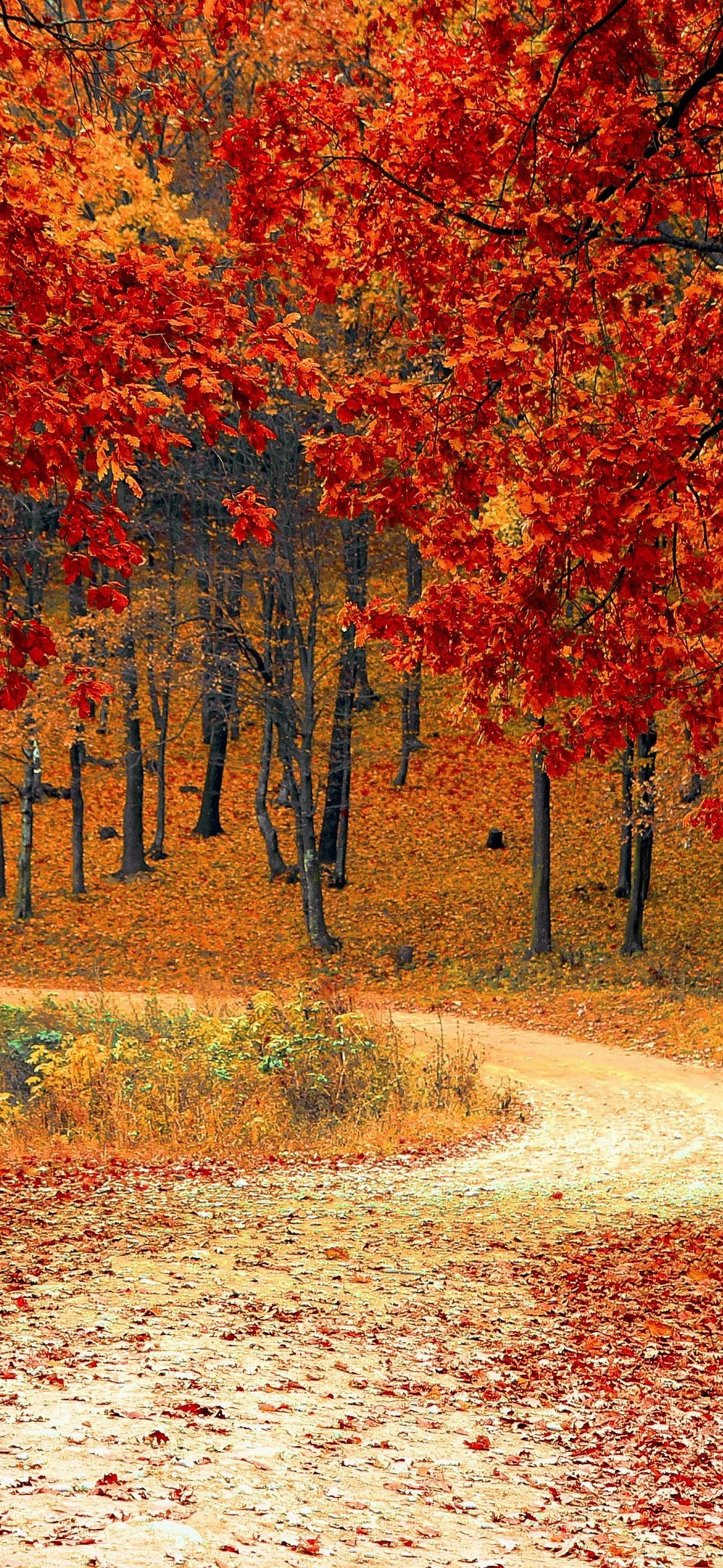 Autumn Trees Forest Phone iPhone 4K Wallpaper free Download