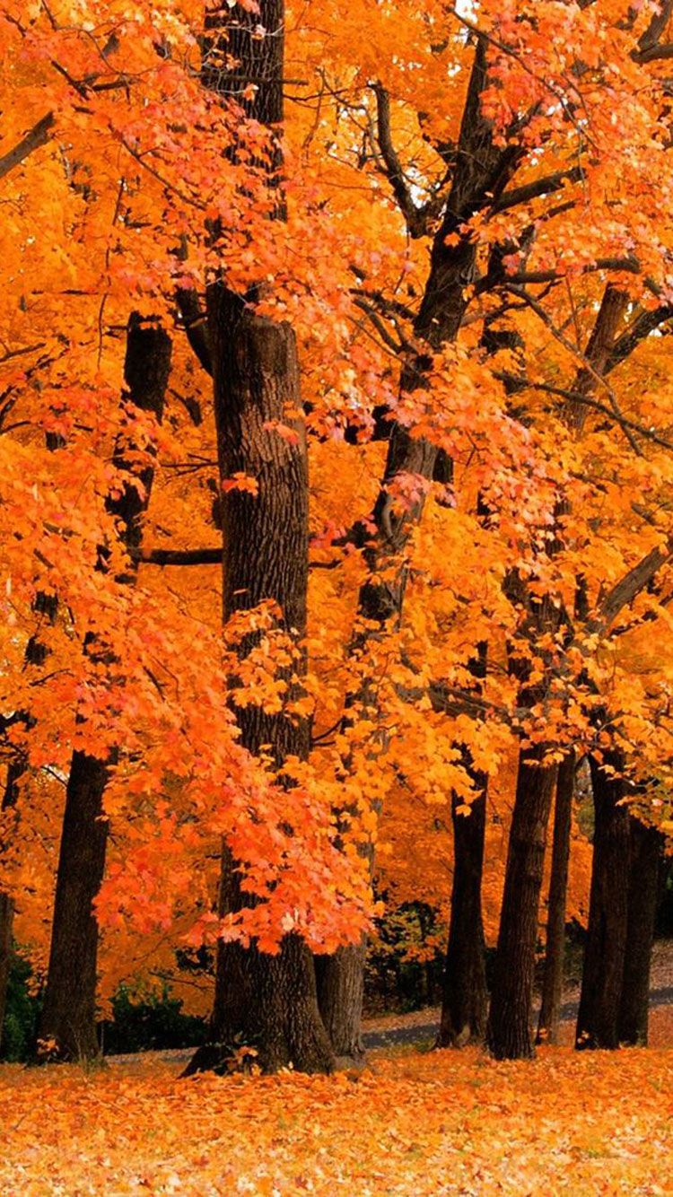 iPhone 4k Autumn Mobile Full Wallpapers - Wallpaper Cave