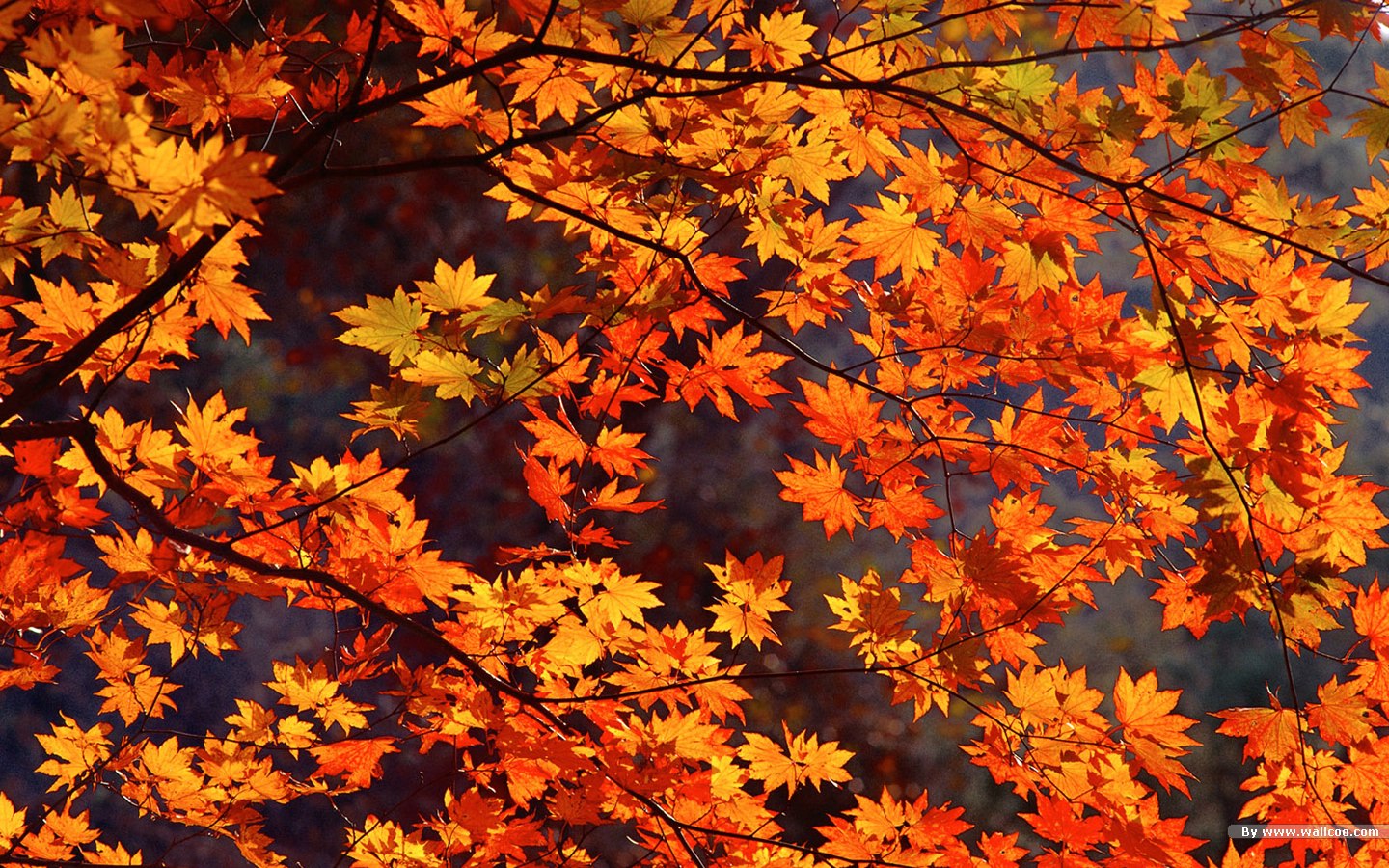 Free download Autumn Desktop Wide Wallpaper Mega Wallpaper [1440x900] for your Desktop, Mobile & Tablet. Explore Fall Background Desktop. Fall Desktop Wallpaper, HD Fall Wallpaper for Desktop, Fall Wallpaper