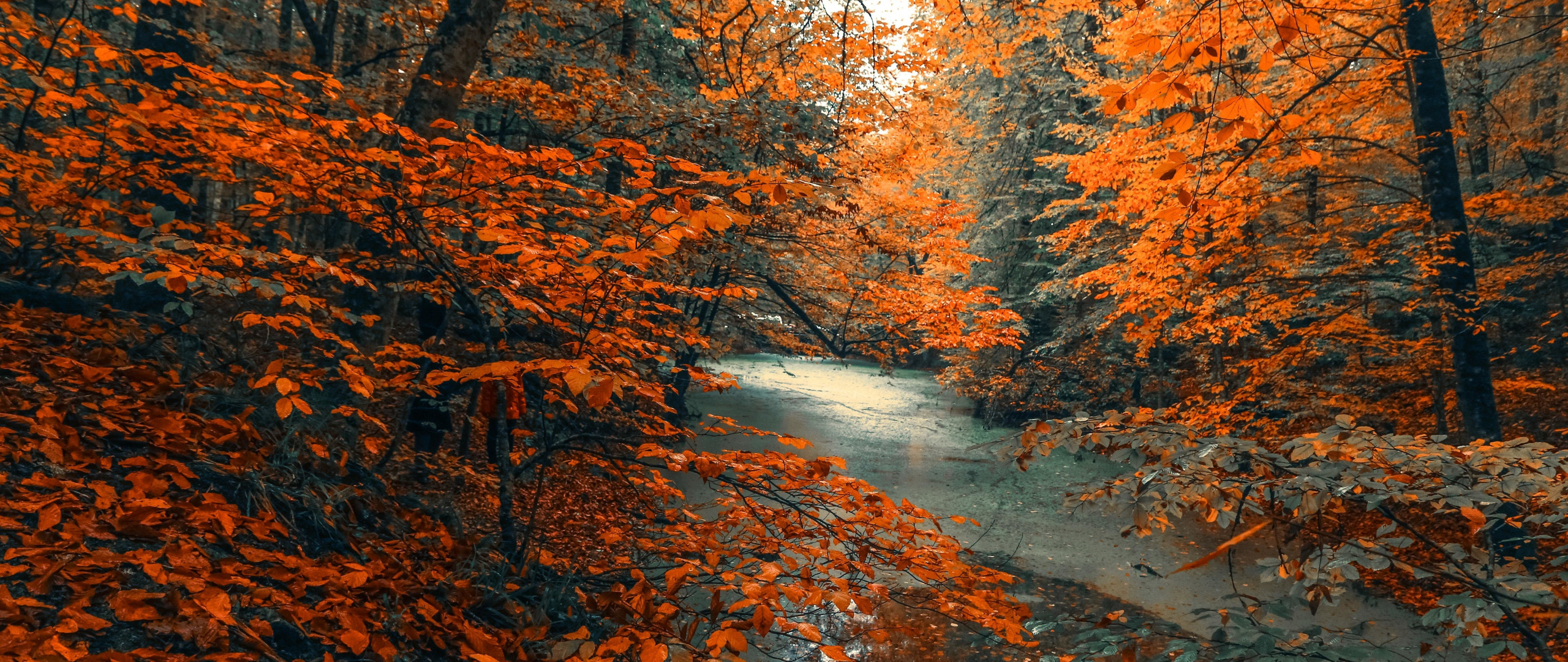 Download tree, forest, nature, orange branches, tree, autumn 2560x1080 wallpaper, dual wide 2560x1080 HD image, background, 21127