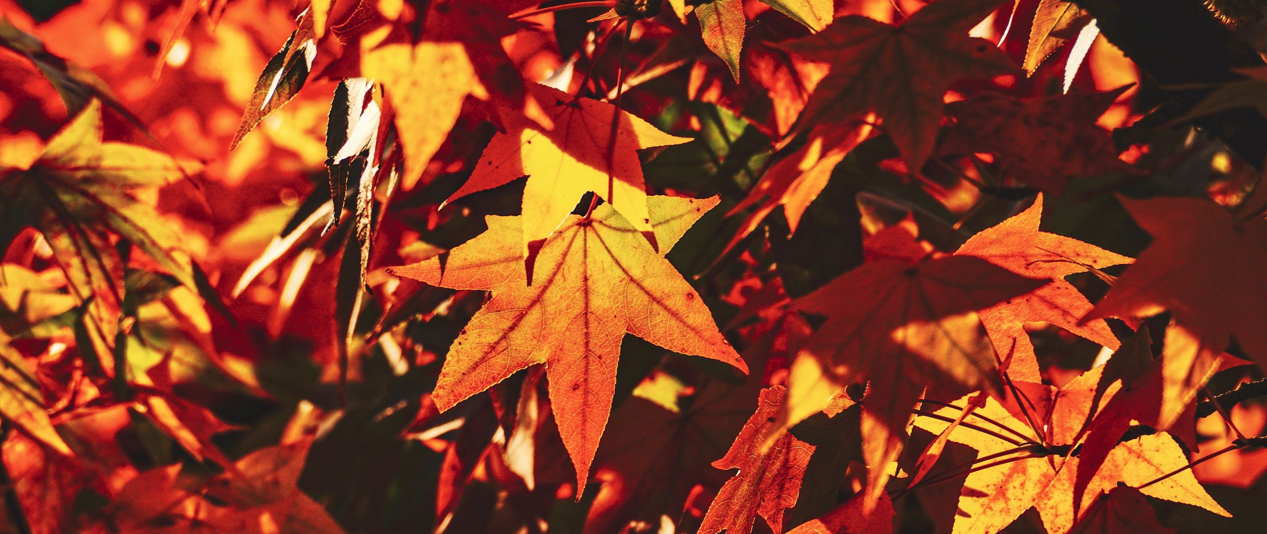 Download wallpaper 2560x1080 autumn, leaves, maple, branch, sunlight, shadow dual wide 1080p HD background