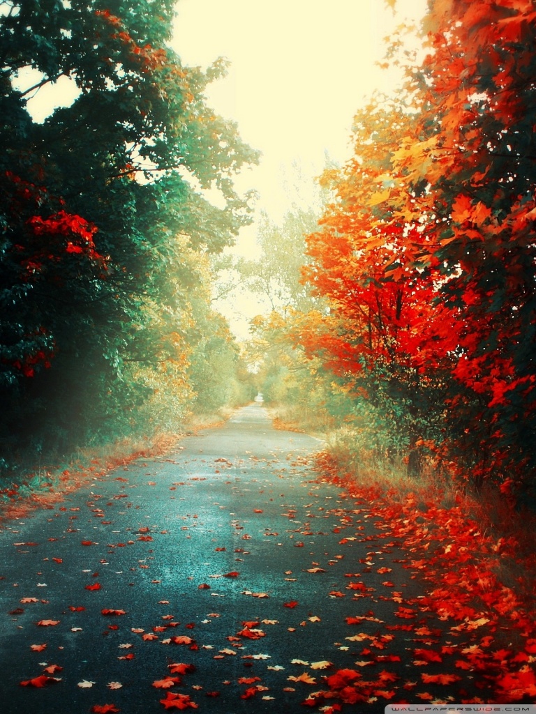 Landscapes Trees Autumn Ultra HD Desktop Background Wallpaper for 4K UHD TV, Multi Display, Dual Monitor, Tablet