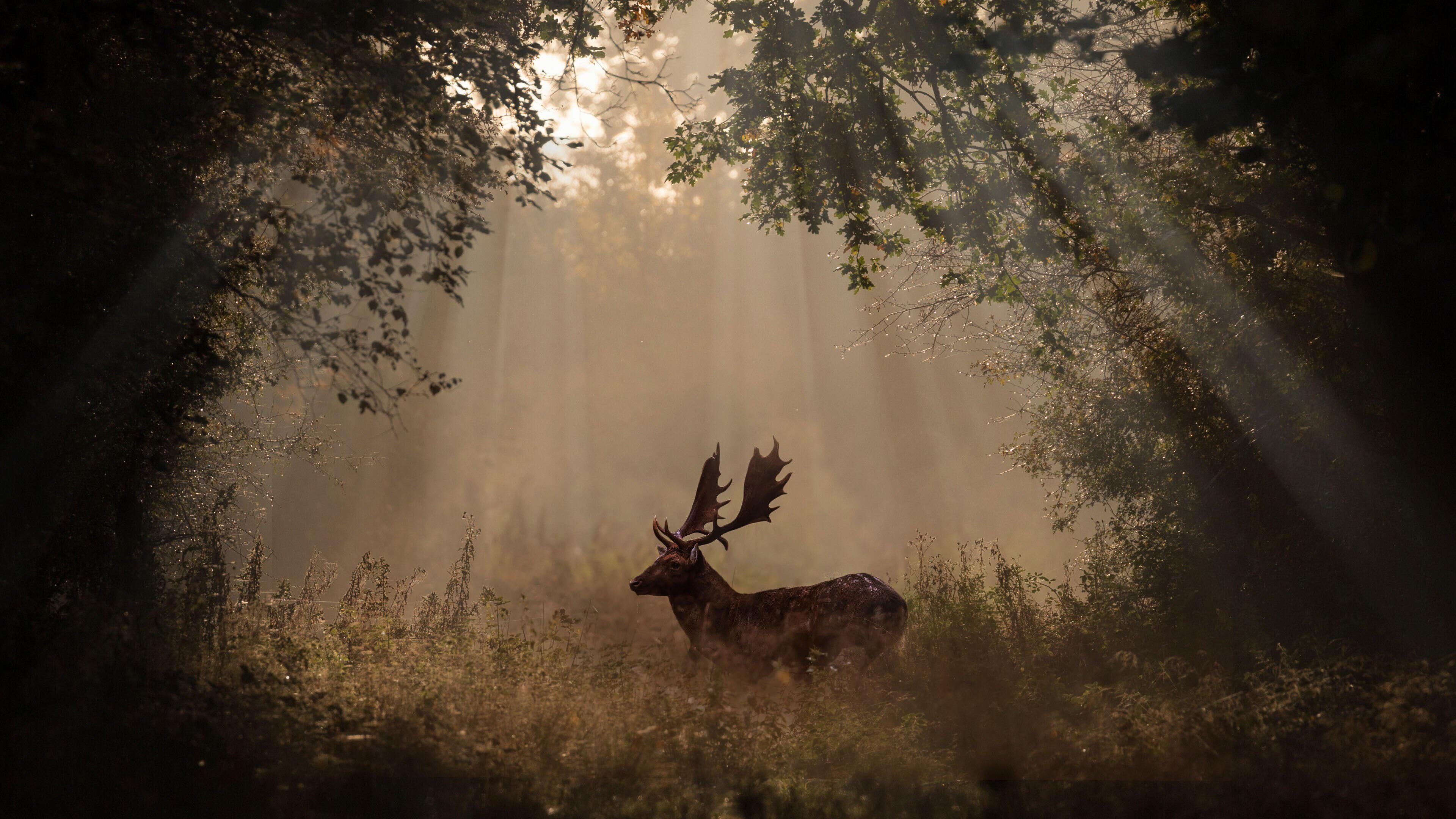 Deer Mammal Forest Sunbeams 4K wallpaper