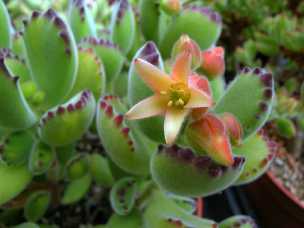 Cotyledon tomentosa (Bear's Paw) • World of Succulents