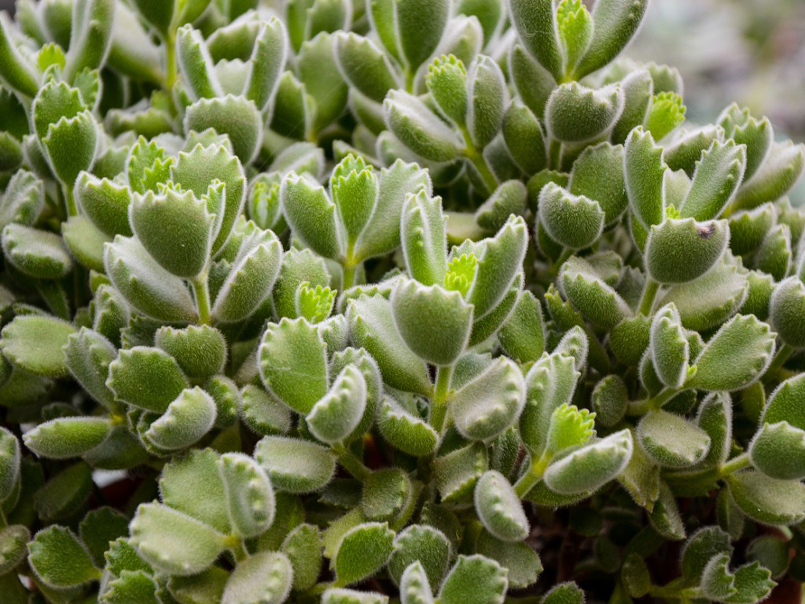 Bear Paw Succulent Care: Growing Bear Paw Succulents