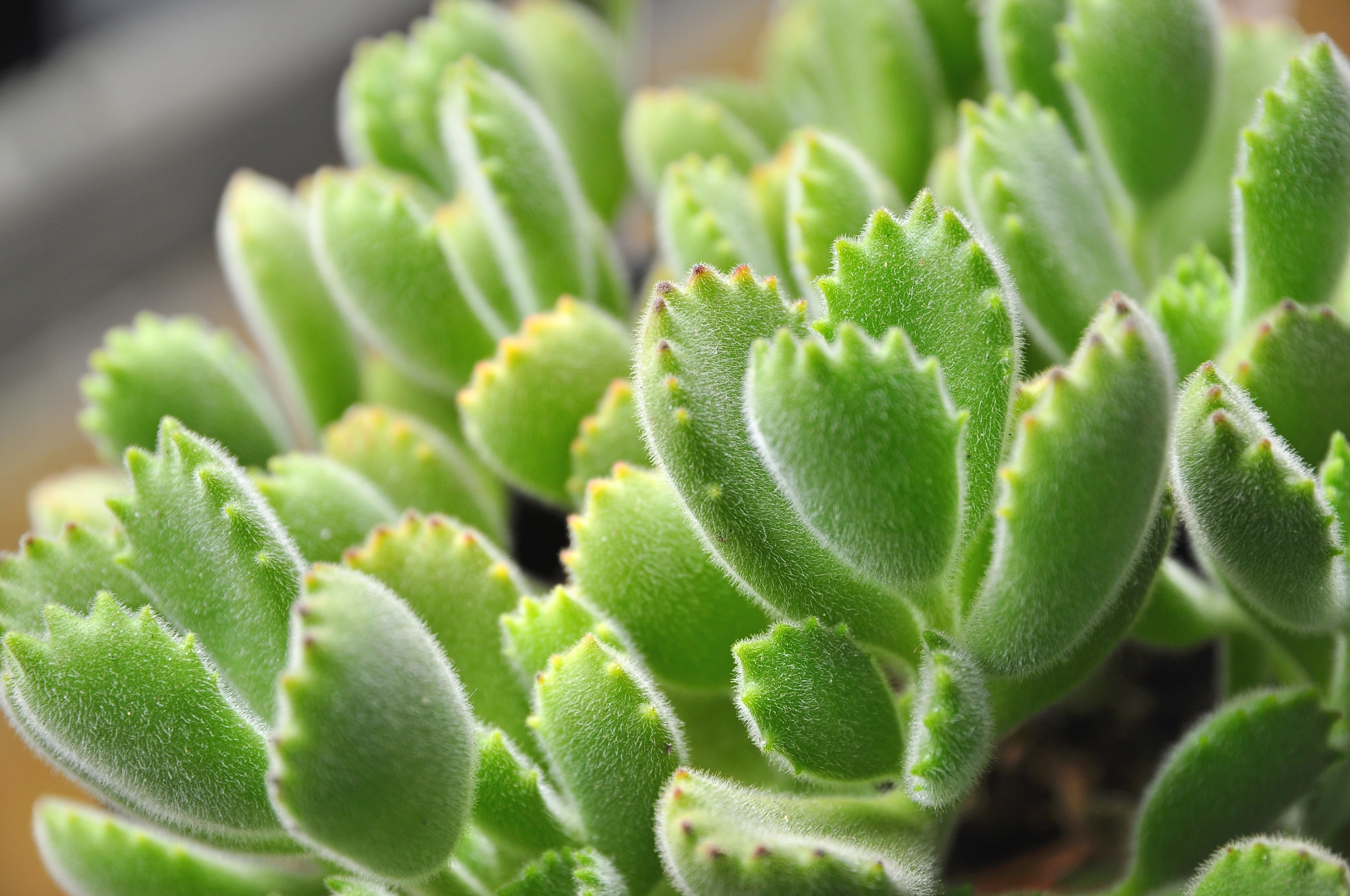 Where to buy Cotyledon tomentosa, bear paw succulents