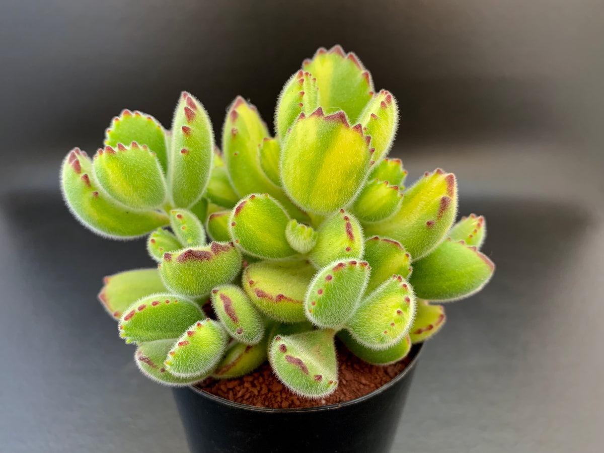 Cotyledon Tomentosa Bear's Paws Variegata yellow and green variegatio