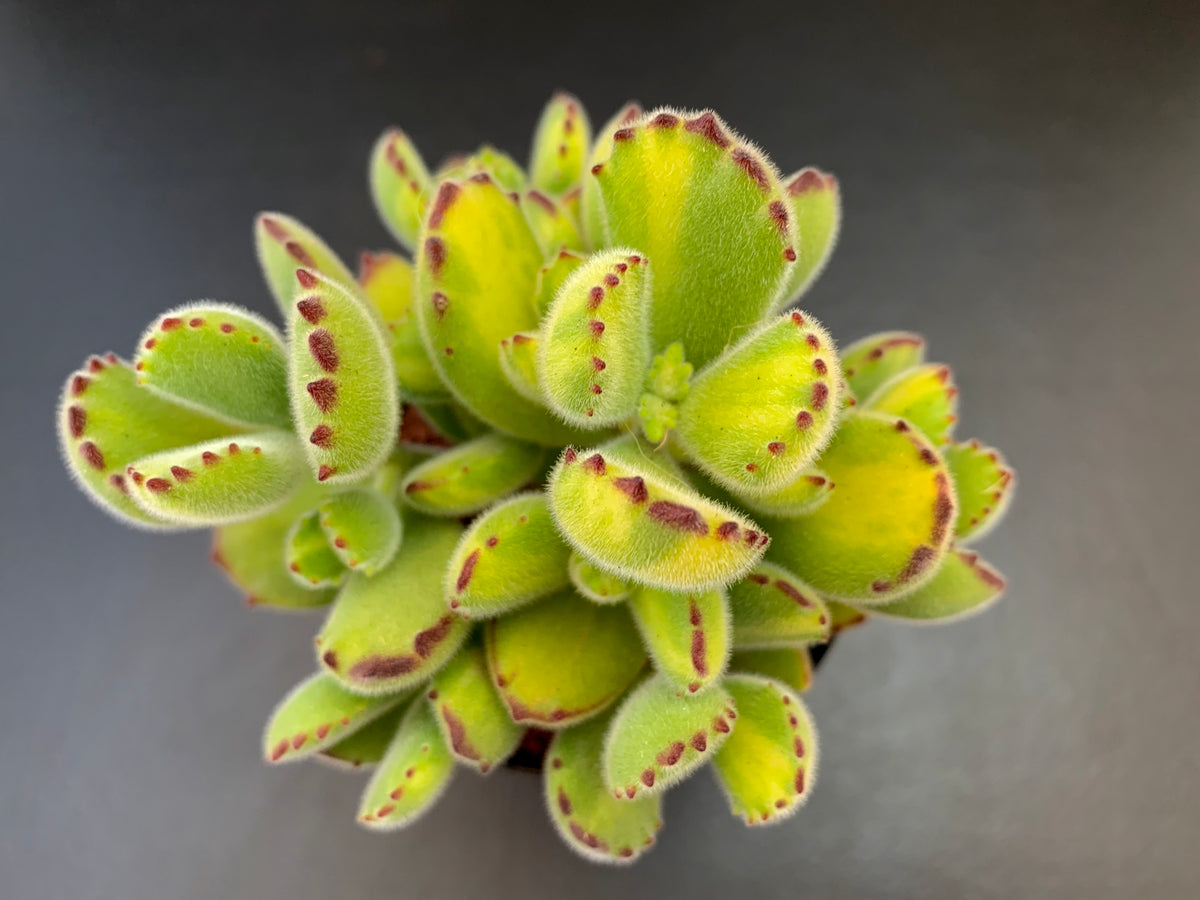 Cotyledon Tomentosa Bear's Paws Variegata yellow and green variegatio
