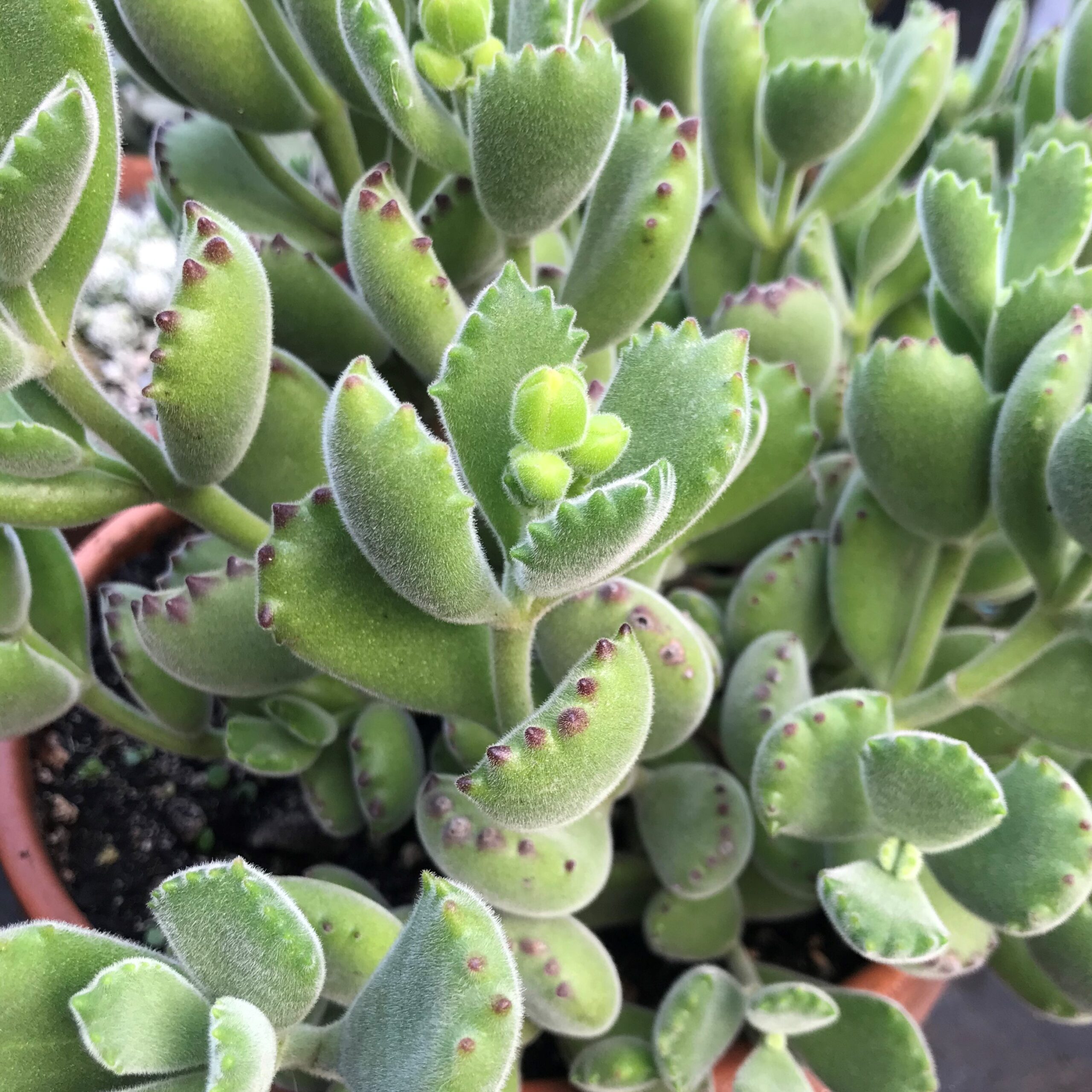 Cotyledon tomentosa's Paw Succulent (2 Pot). Little Prince To Go
