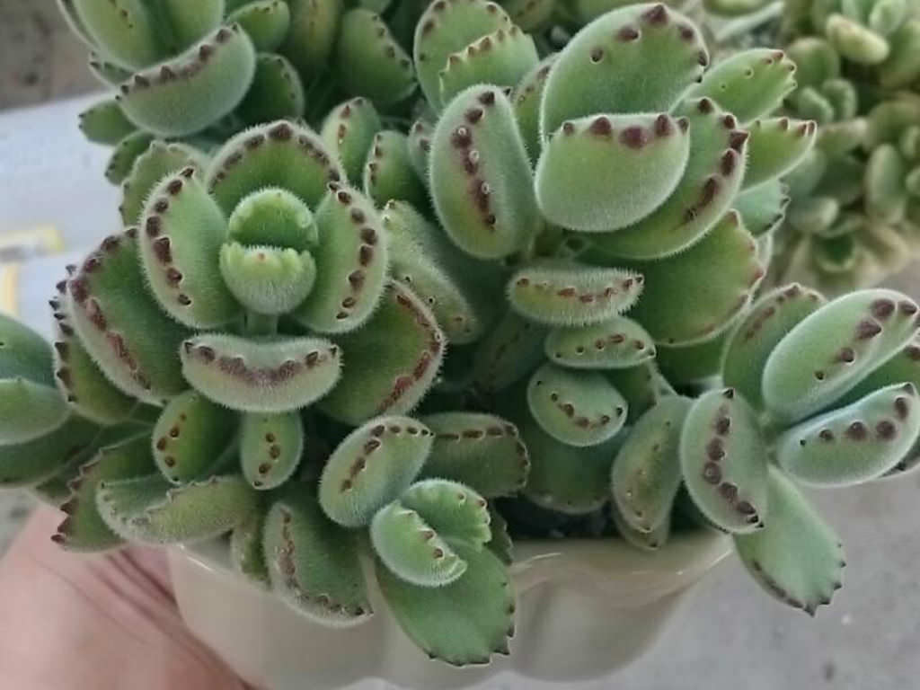 How to Grow and Care for a Bear's Paw (Cotyledon tomentosa) • World of Succulents