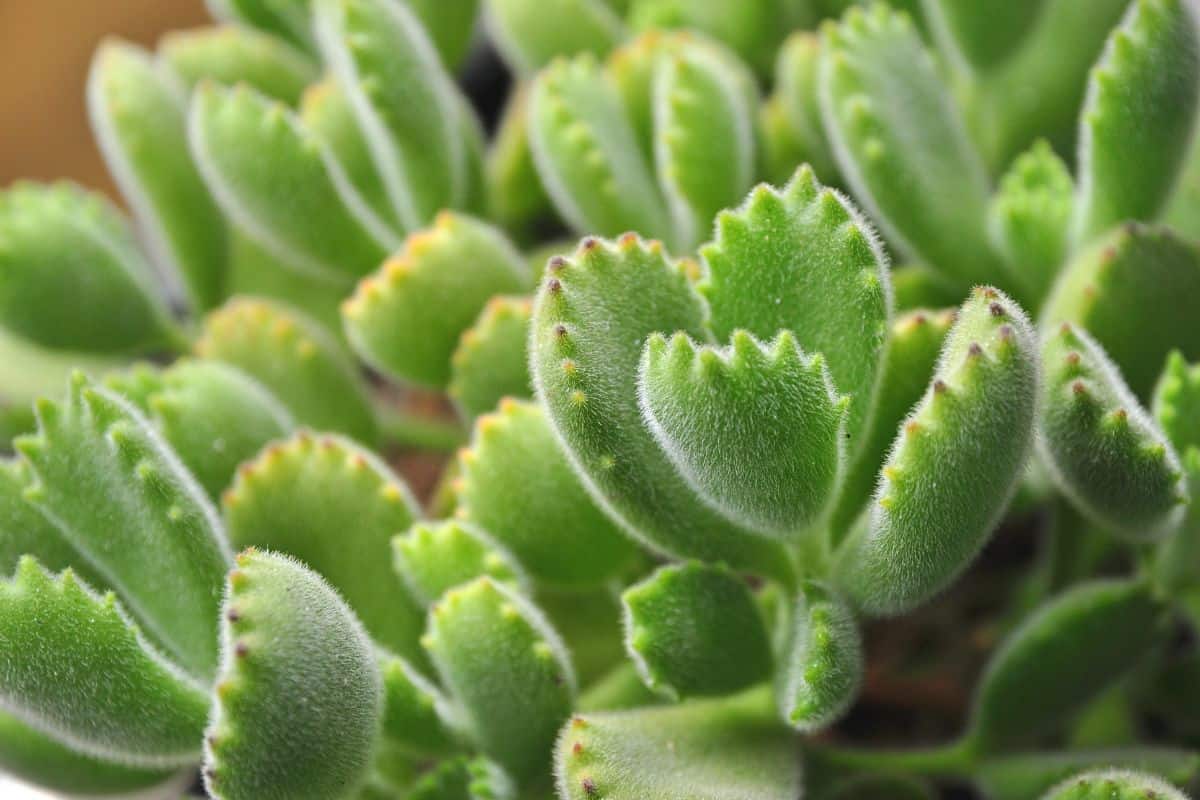 How to Propagate Bear Paw Succulent