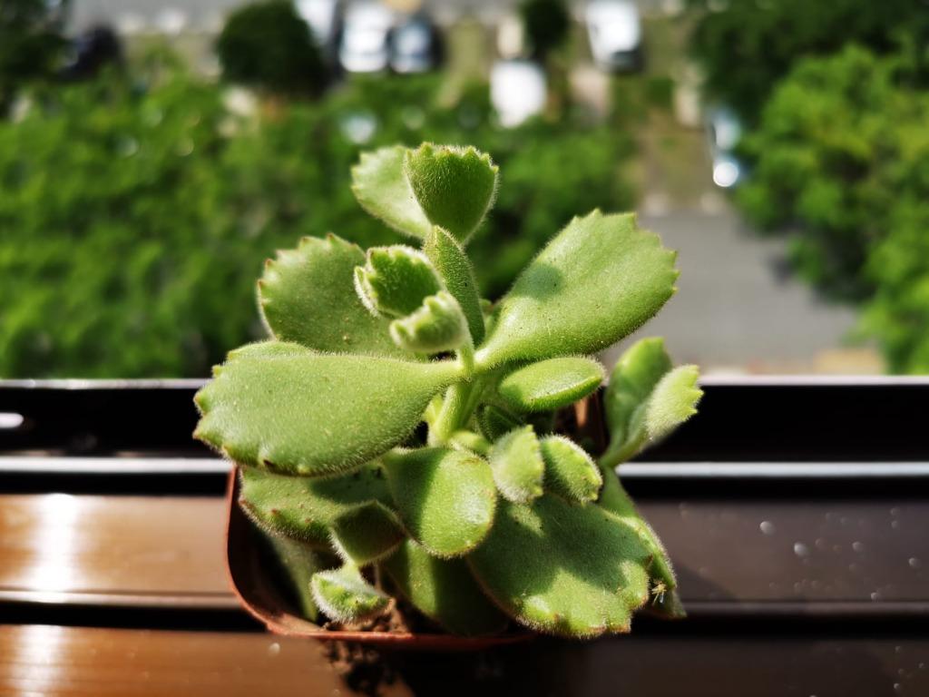 Cotyledon tomentosa Bear paw succulent, Furniture & Home Living, Gardening, Plants & Seeds on Carousell