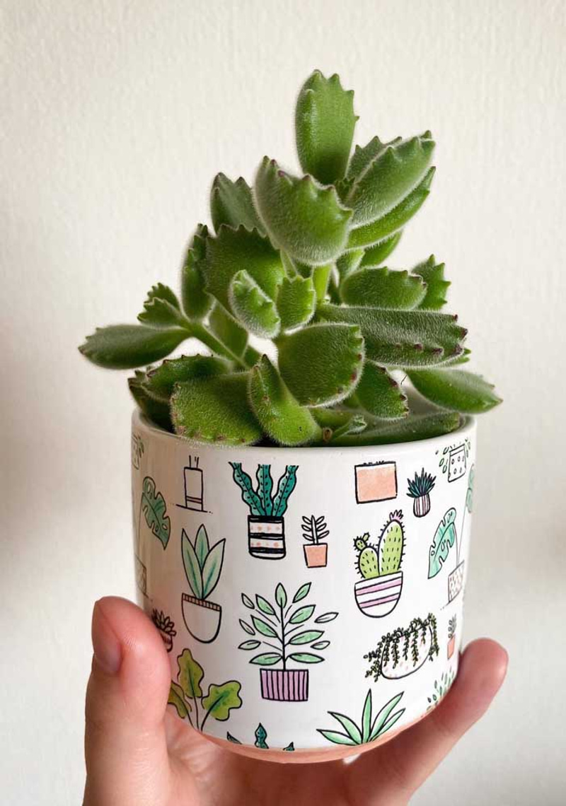 Succulent bear's paw: how to care, and 30 cool photo ideas. My desired home