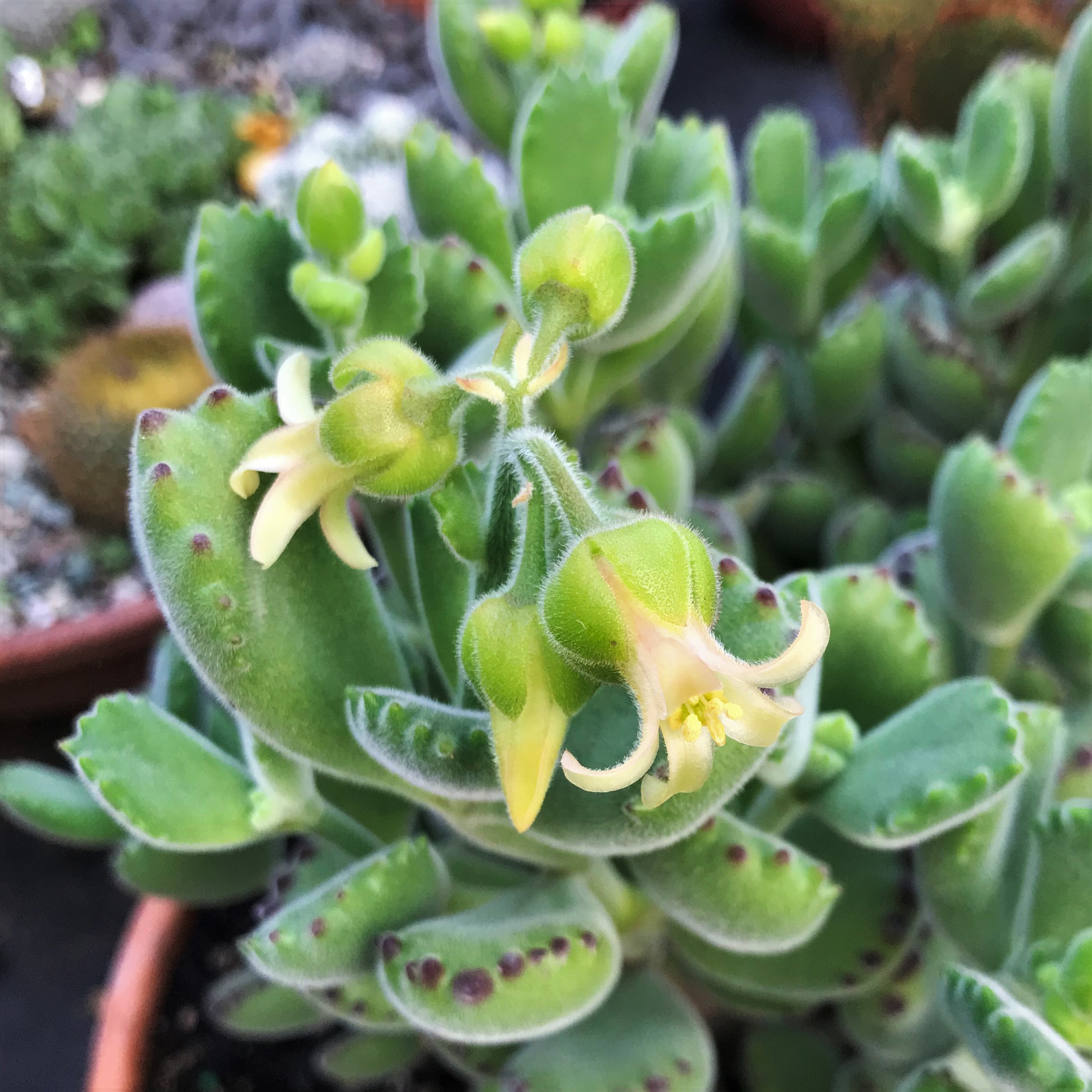 Cotyledon tomentosa's Paw Succulent (2 Pot). Little Prince To Go