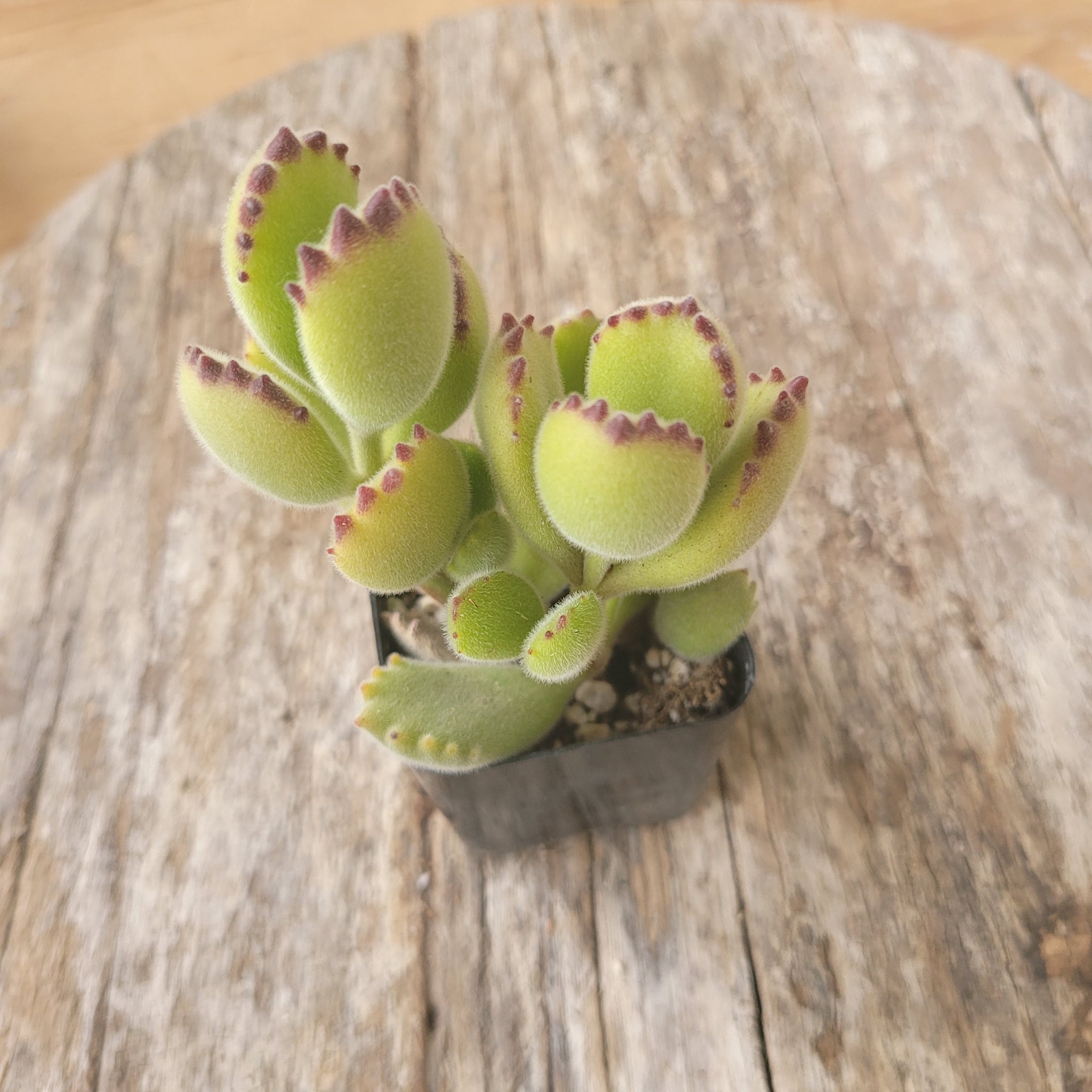 Cotyledon Tomentosa Bear's Paw