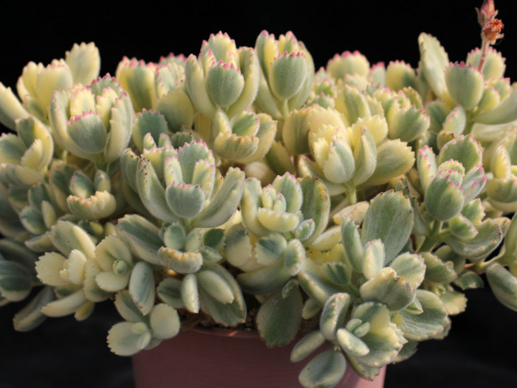 Cotyledon tomentosa 'Variegata' • World of Succulents