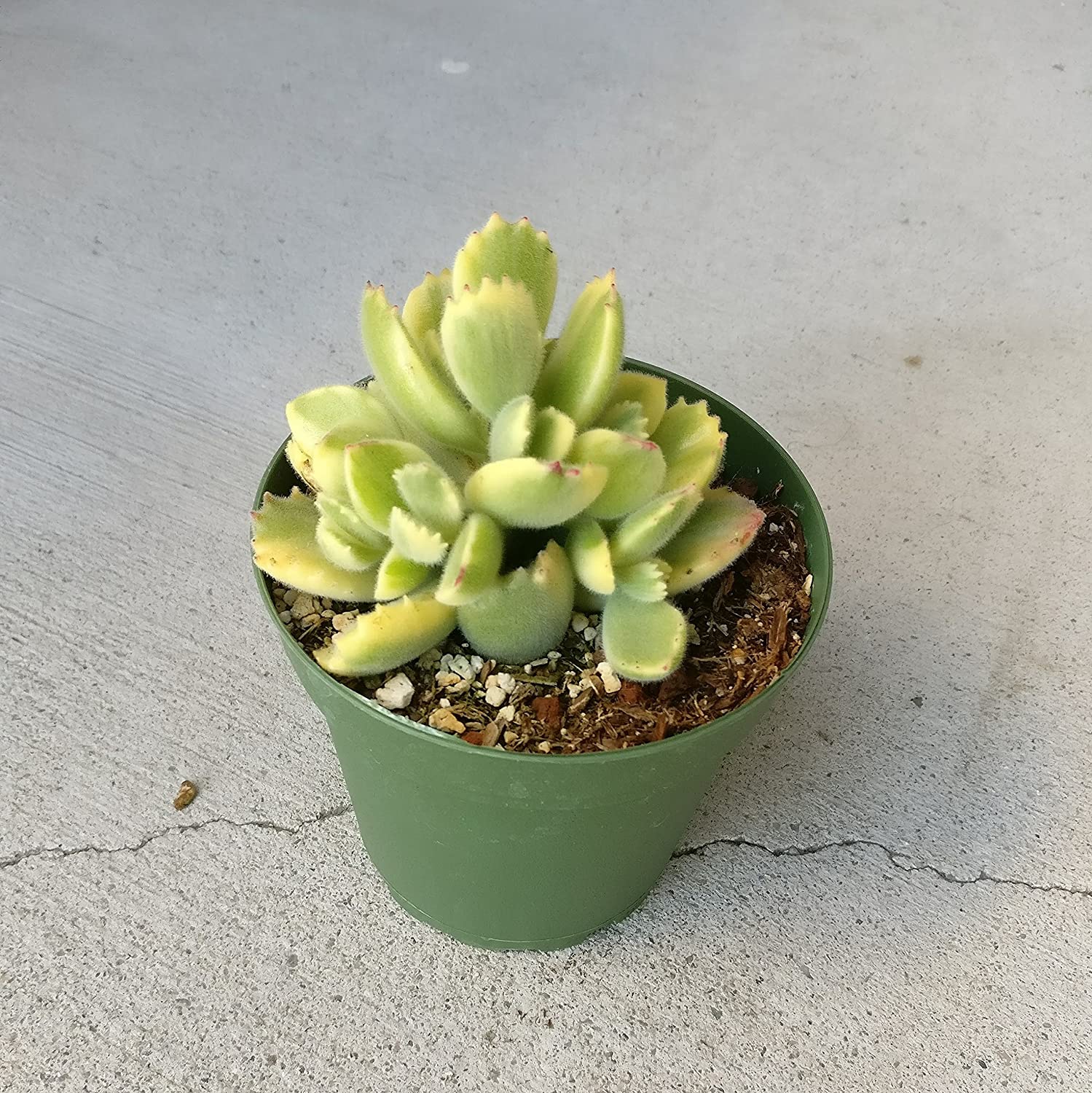Amazon.com, Variegated Bear Paw Succulent Cotyledon Ladismithiensis (4 inch) Rare Healthy Live Succulent, Patio, Lawn & Garden