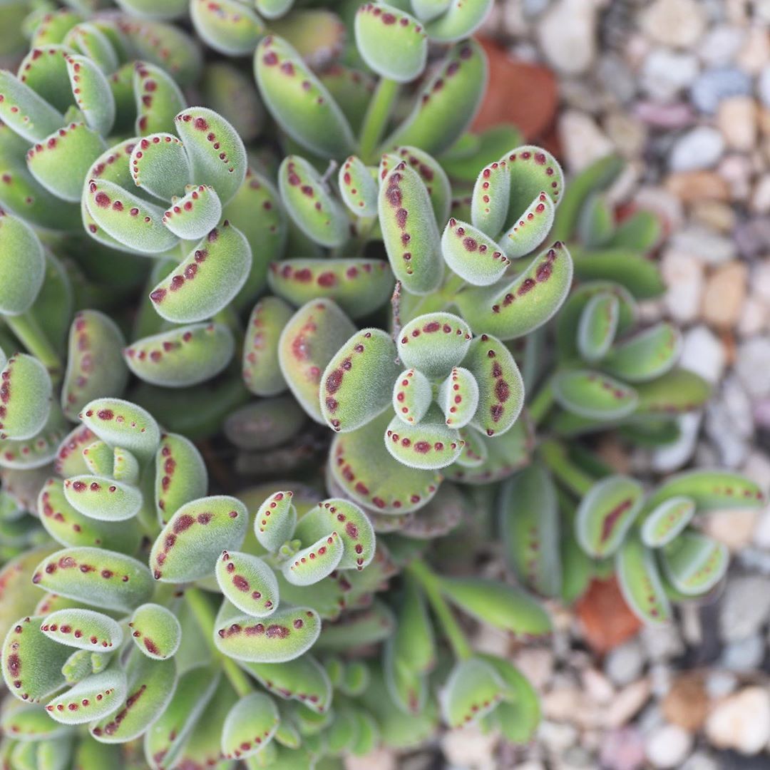 The succulent that started it all!! Cotyledon Tomentosa or “Bear's Paw” stole my