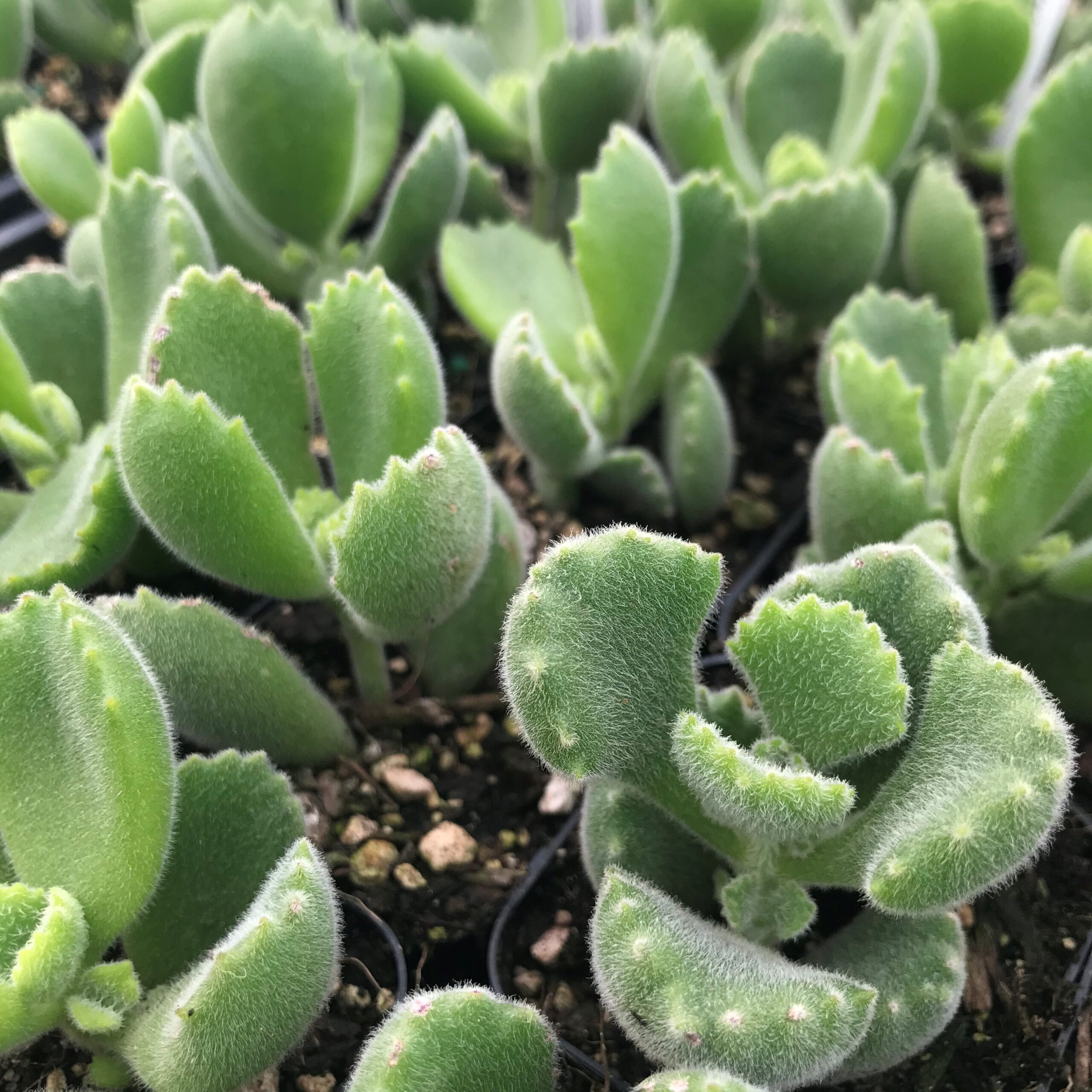 Cotyledon tomentosa's Paw Succulent (2 Pot). Little Prince To Go