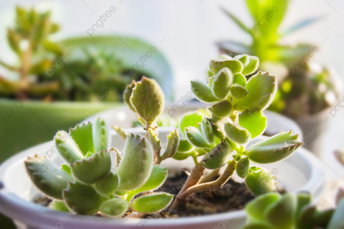 Succulent Plant Bear Boy Backlight Balcony Party Potted Fresh Plant Photography Background, Succulents, Plant Photography, Fresh Background Image for Free Download
