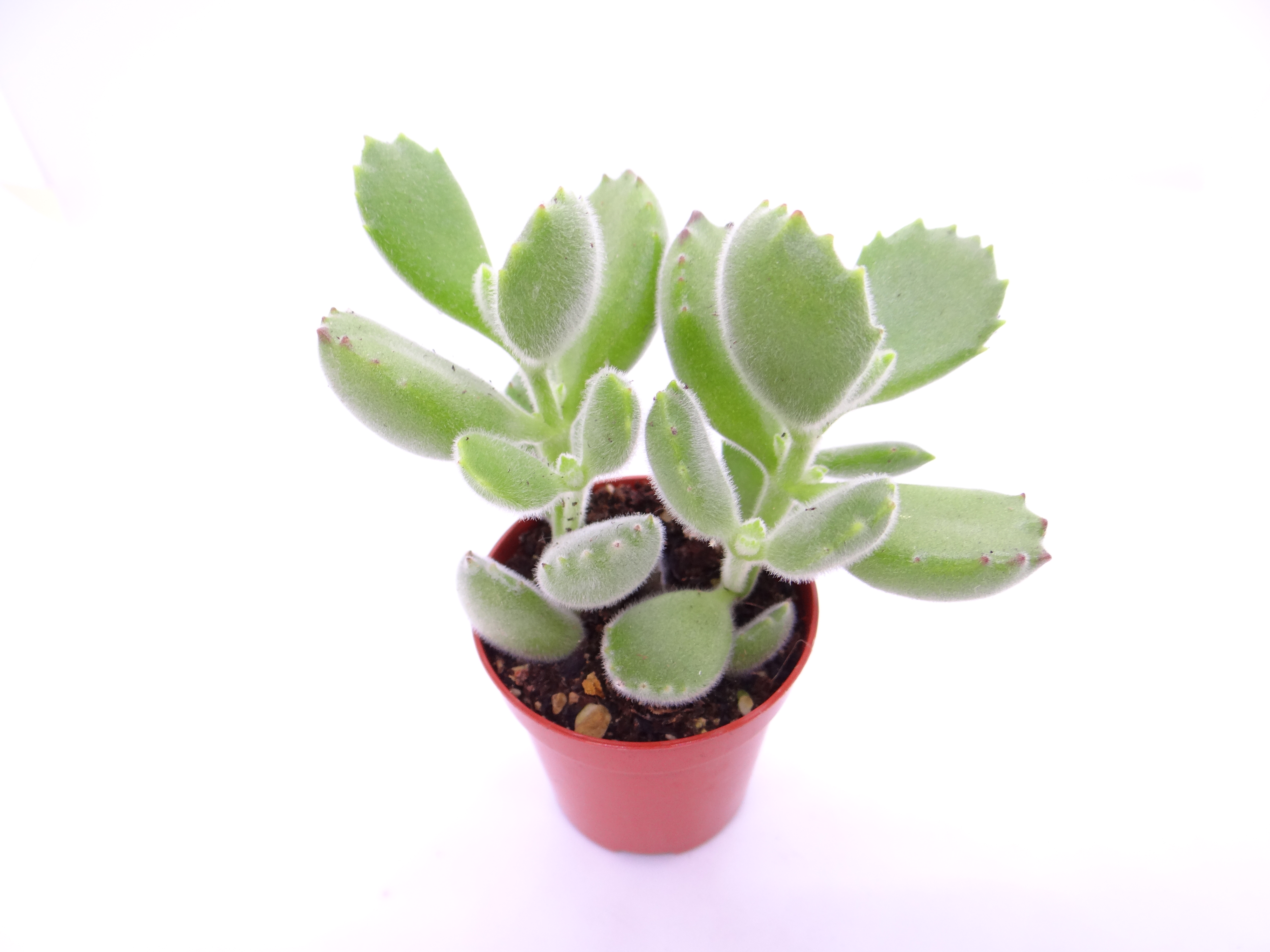 Cotyledon tomentosa (small)