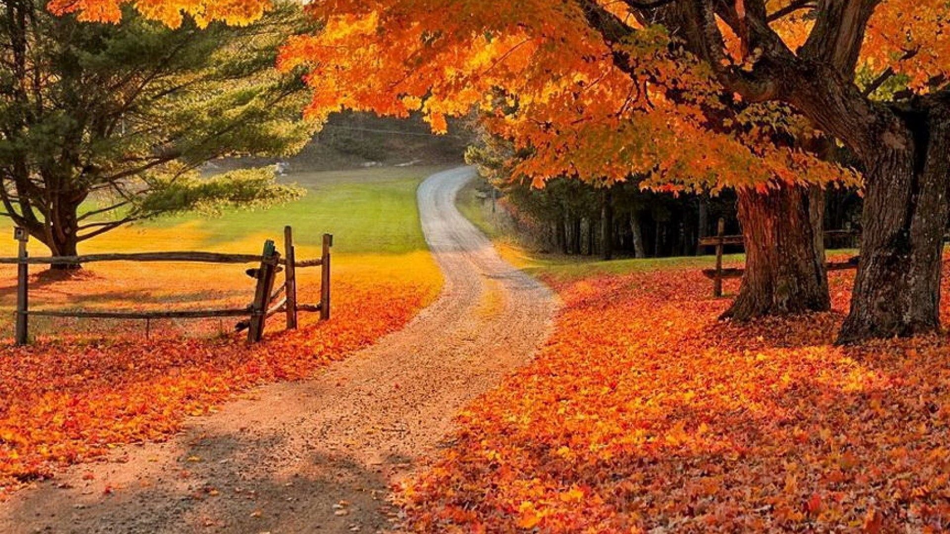 Beautiful Fall Background